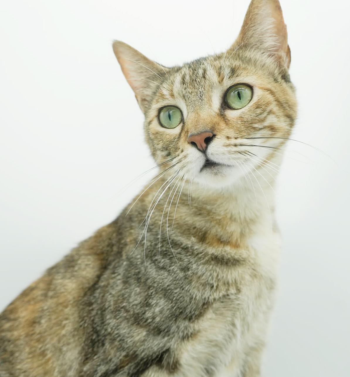 Enlarge Arya and Sansa!  BONDED THERAPY LOVER SISTERS!  VIDEO!!, a Adoptable mixed breed in Bedford Hills, NY image 3/6