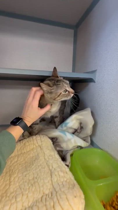 Enlarge Arya and Sansa!  BONDED THERAPY LOVER SISTERS!  VIDEO!!, a Adoptable mixed breed in Bedford Hills, NY video 6/6