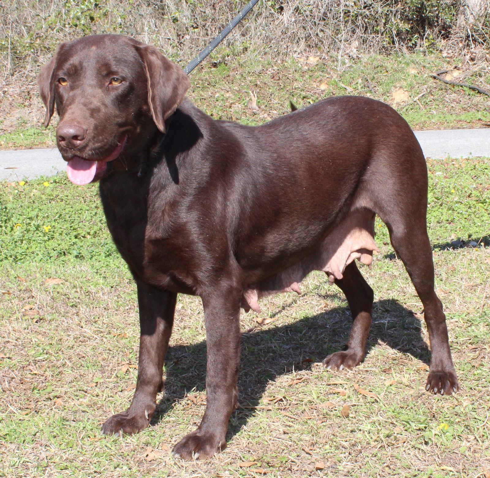 Coco 43069, Adoptable, Adult Female Chocolate Labrador Retriever.