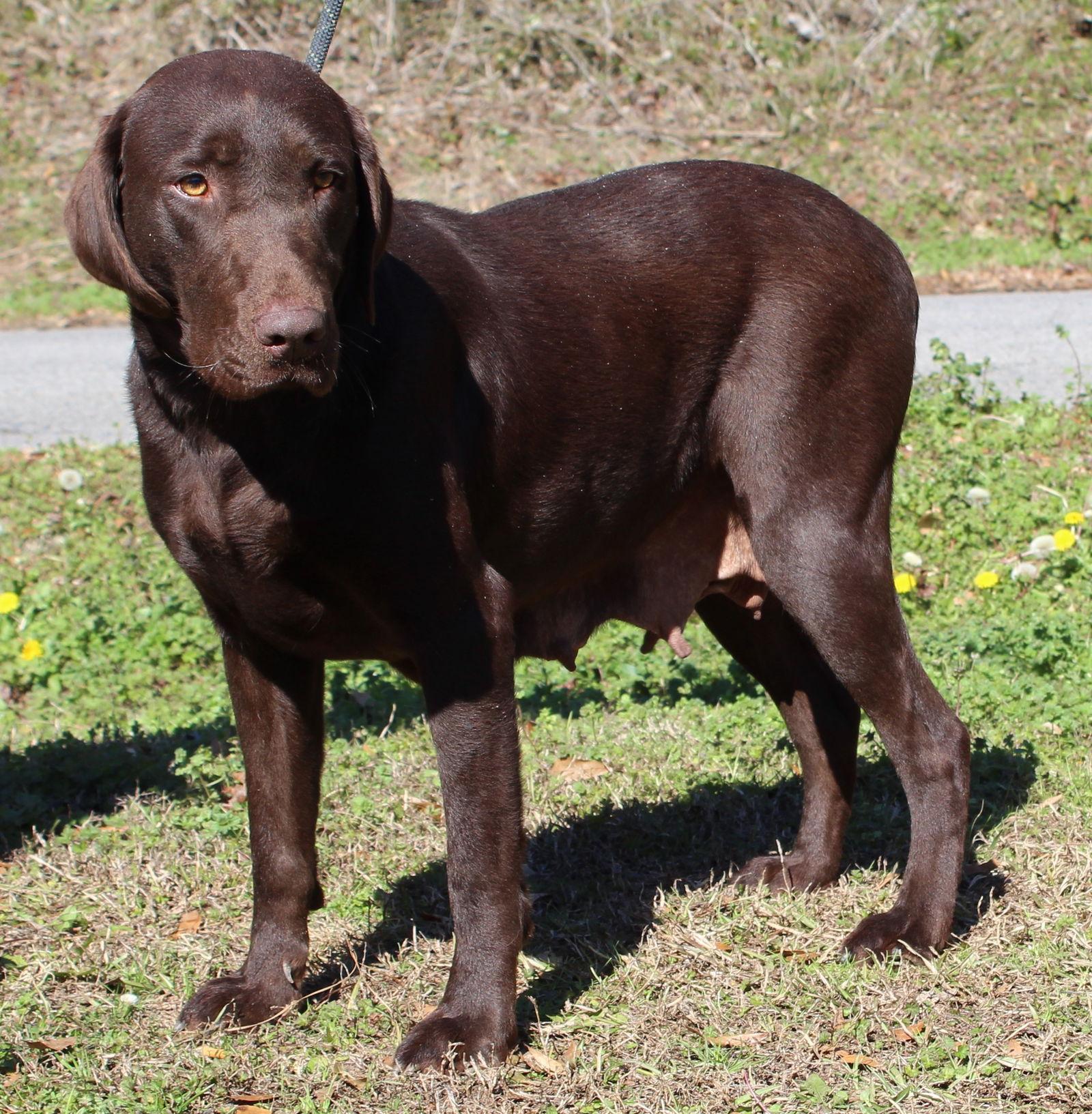Enlarge Coco 43069, a Adoptable Chocolate Labrador Retriever in Prattville, AL image 2/3