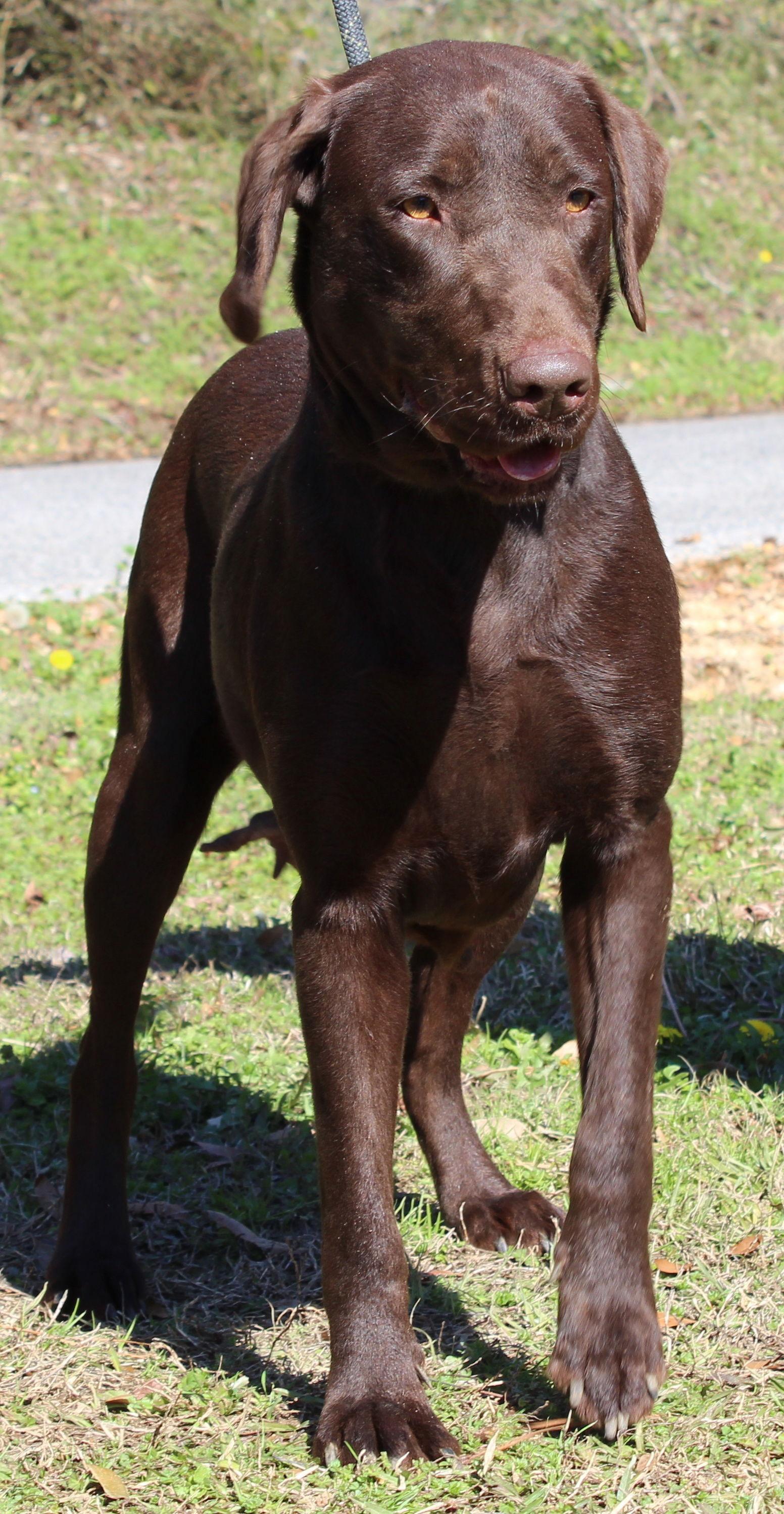 Enlarge Coco 43069, a Adoptable Chocolate Labrador Retriever in Prattville, AL image 3/3