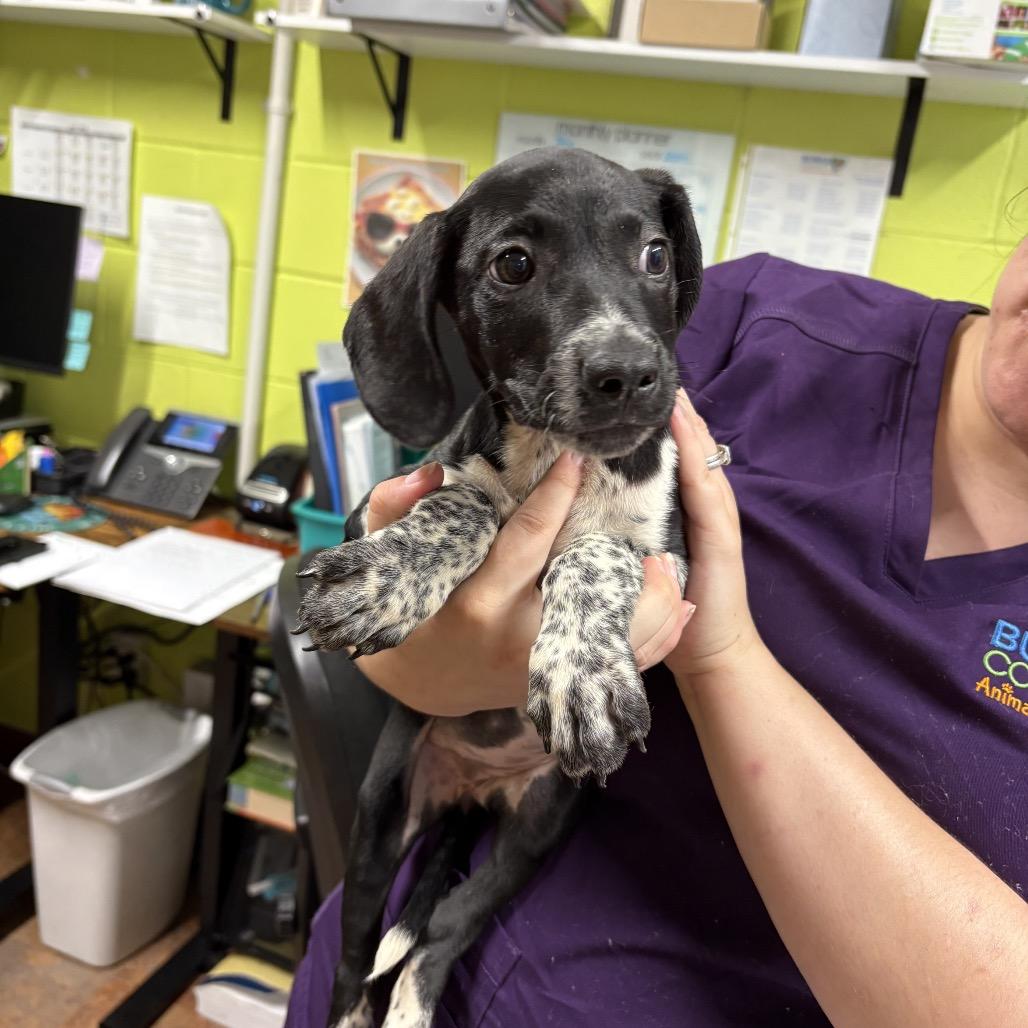 Karen, Adoptable, Young Female Hound.