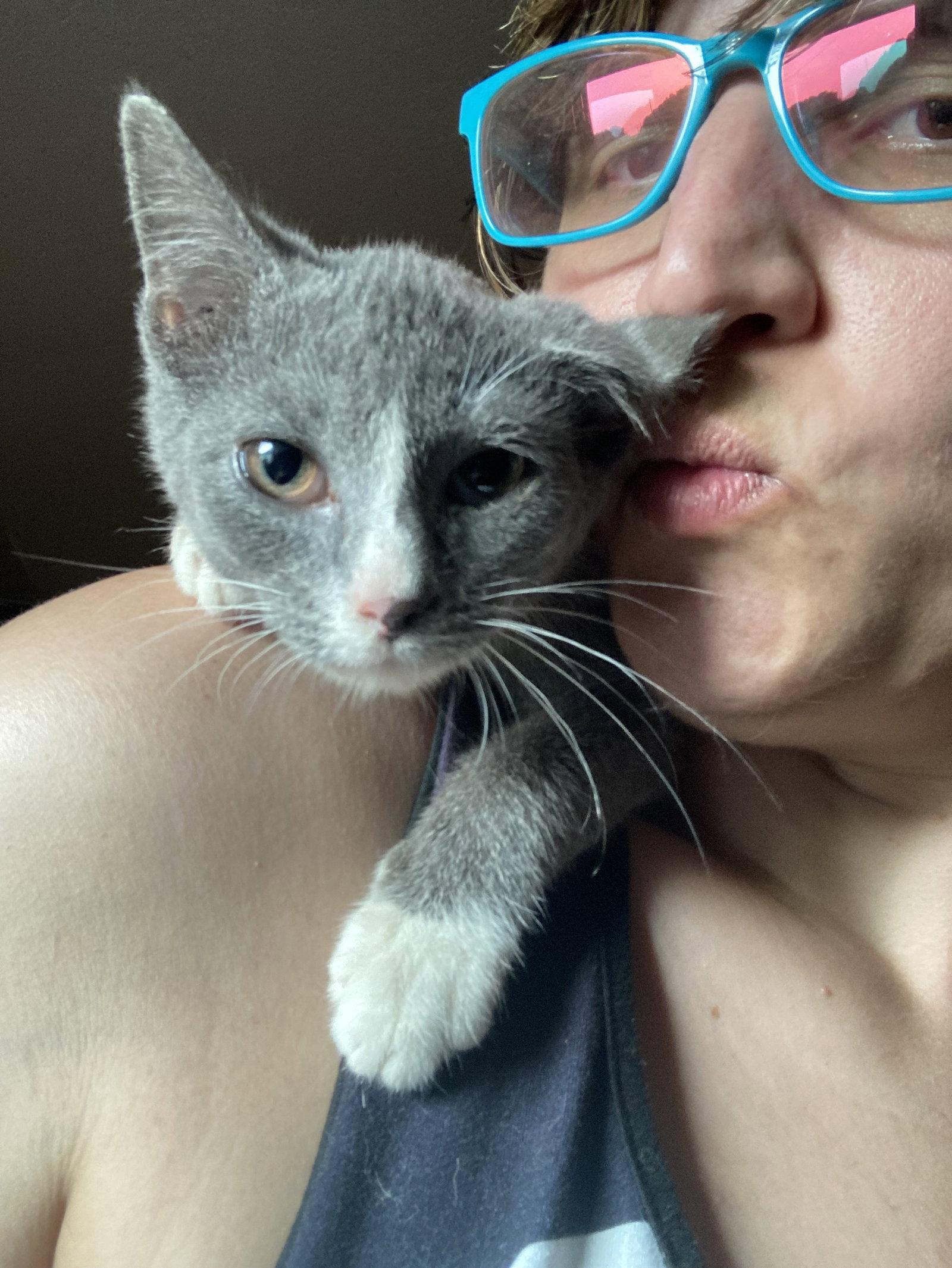 Hick, Adoptable, Young Male Domestic Short Hair.