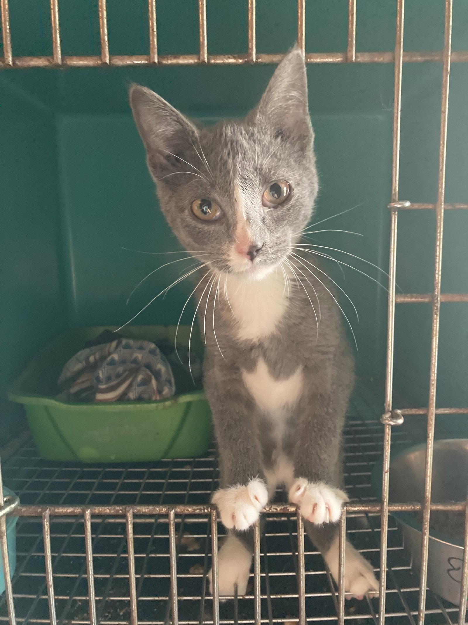 Enlarge Hick, a Adoptable Domestic Short Hair in Chatham, VA image 2/2