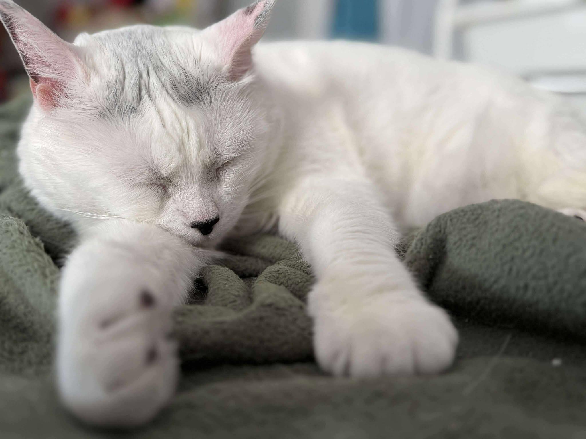 Buttons, Adoptable, Adult Female Domestic Short Hair.