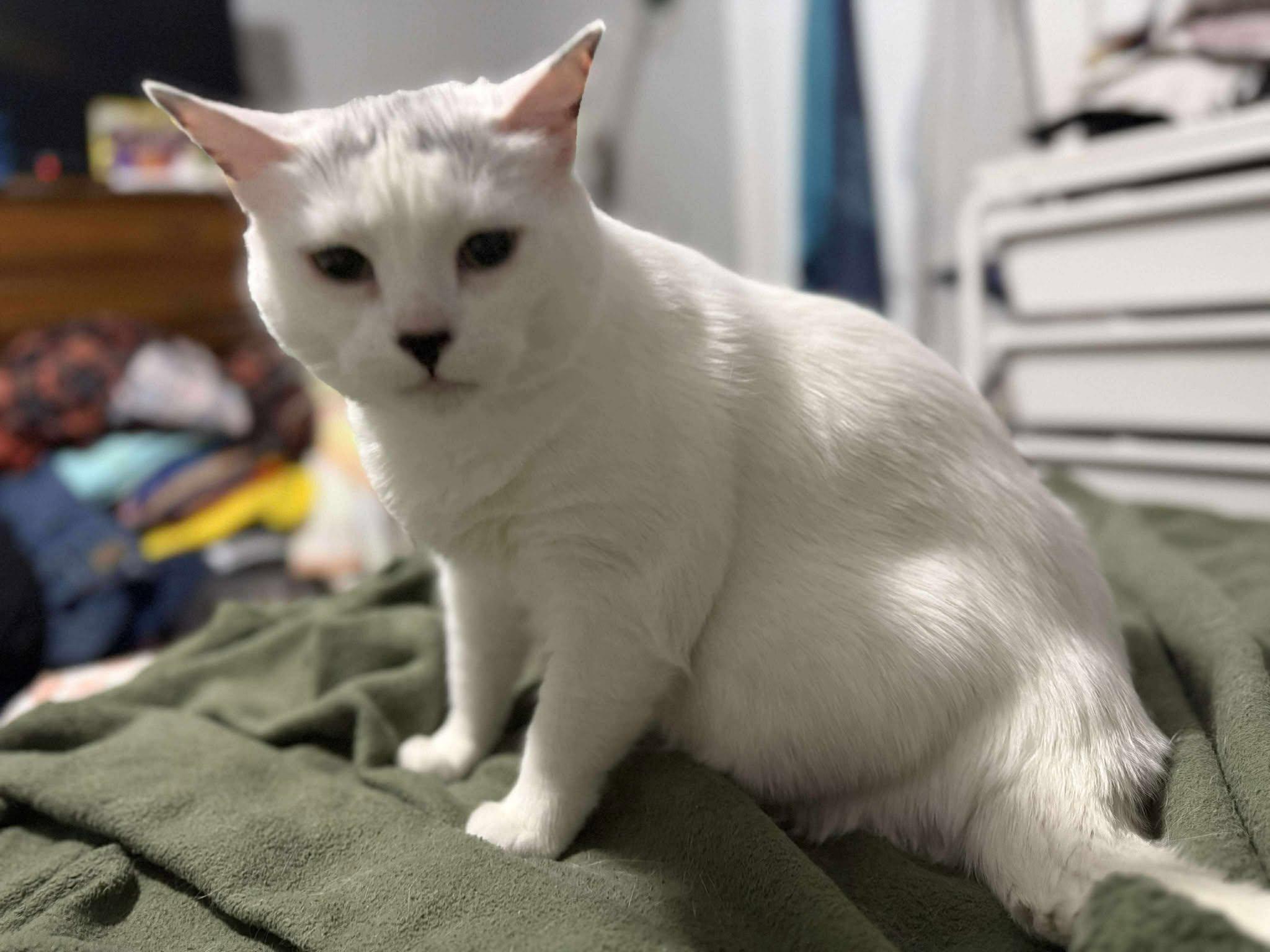 Enlarge Buttons, a Adoptable Domestic Short Hair in Ashton, ON image 3/4