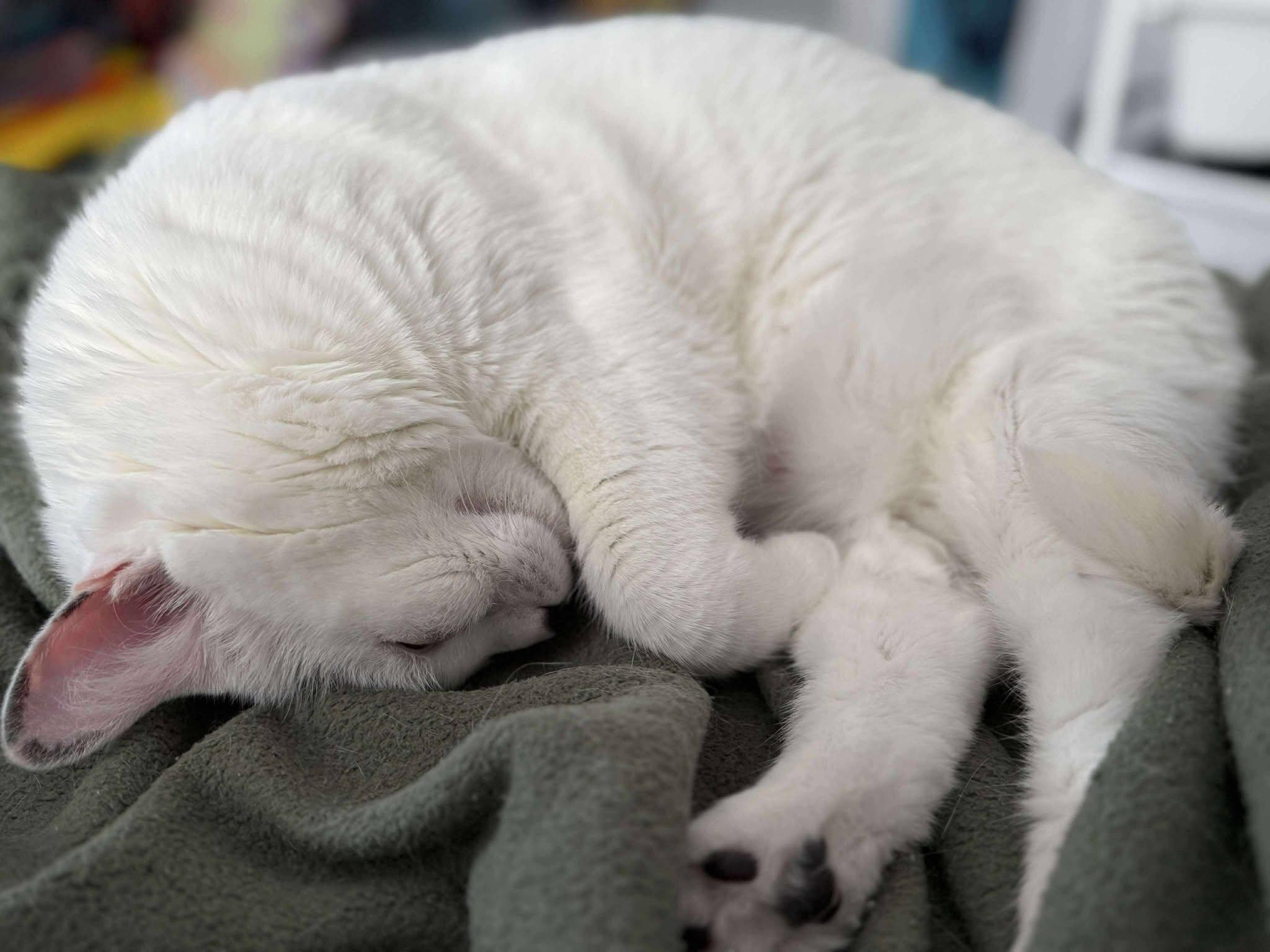 Enlarge Buttons, a Adoptable Domestic Short Hair in Ashton, ON image 4/4