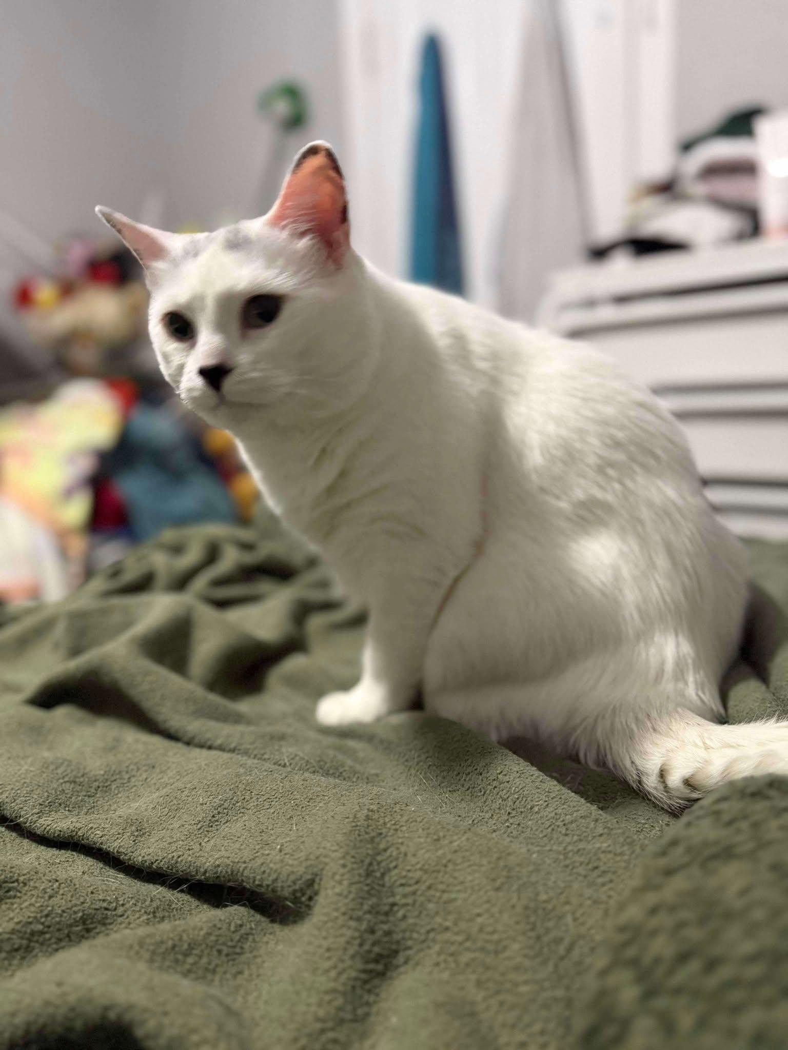 Enlarge Buttons, a Adoptable Domestic Short Hair in Ashton, ON image 2/4