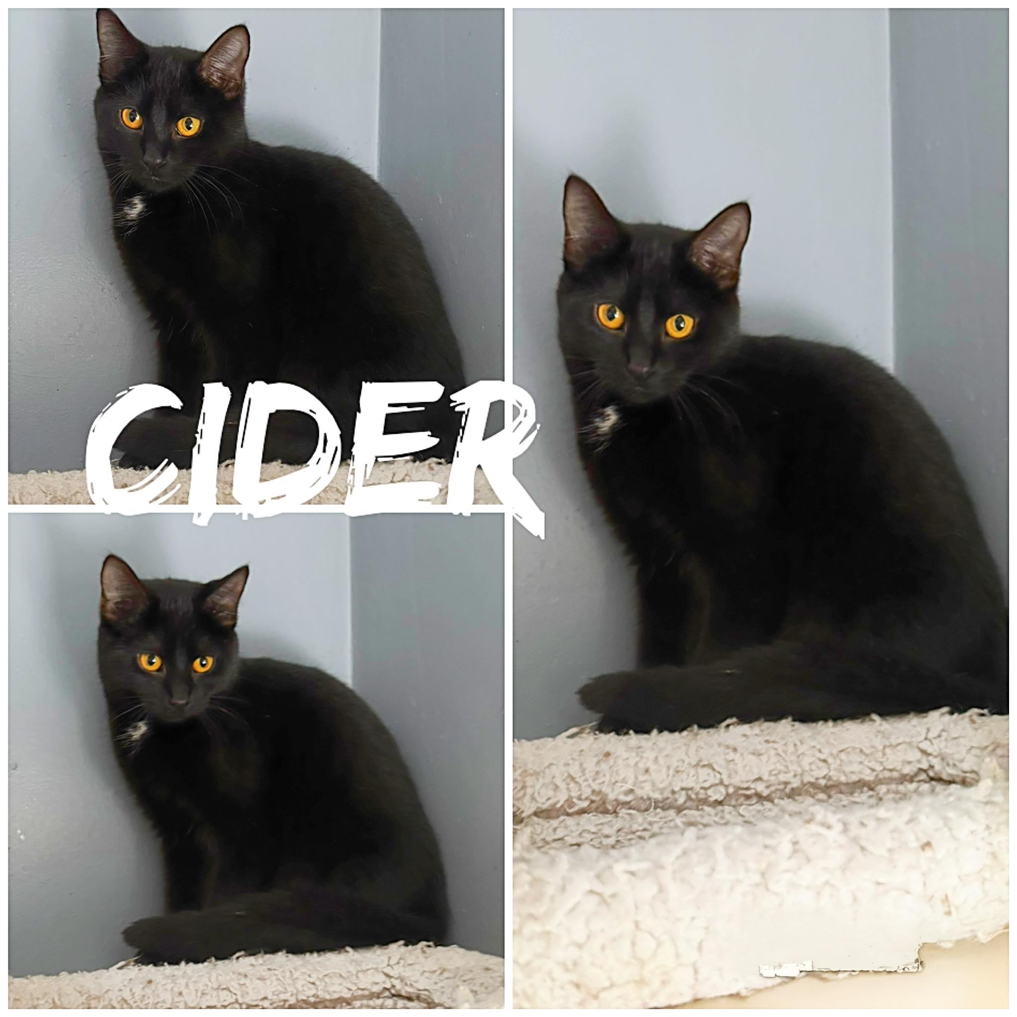 Enlarge Cider, an adopted Domestic Short Hair in Saint James, MO image 1/2