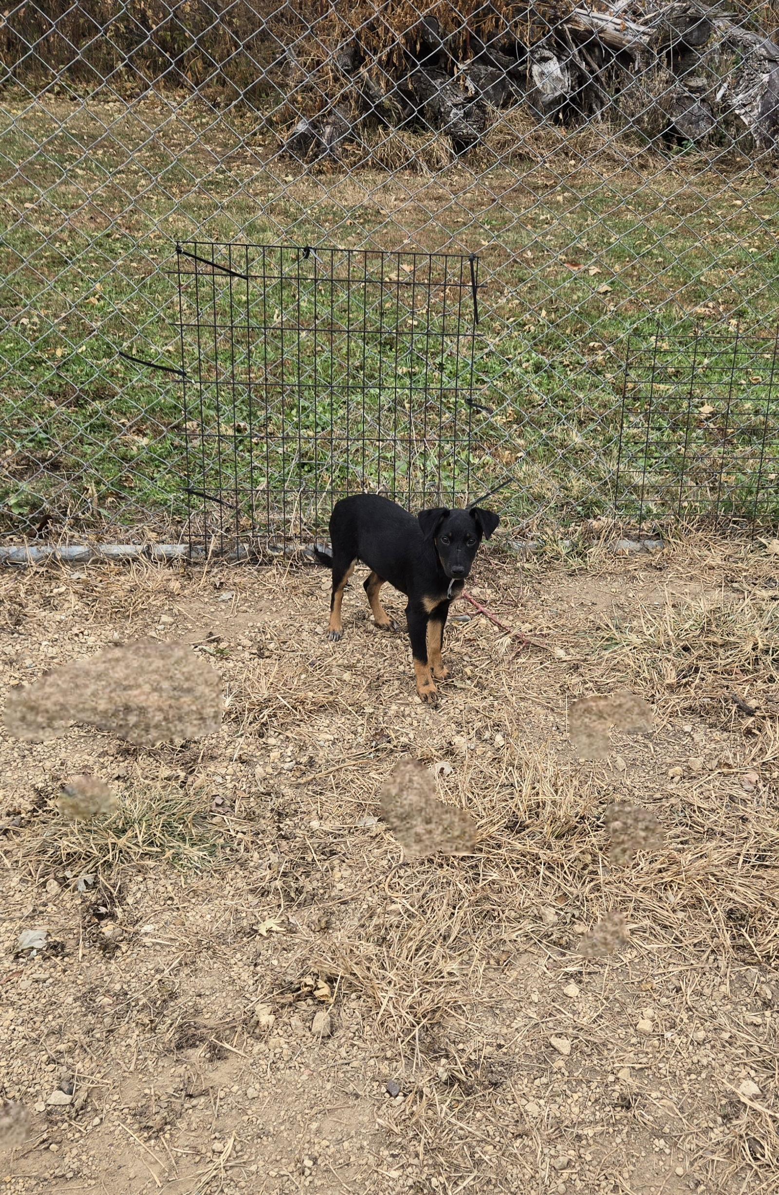 Enlarge Brew, a Adopted Australian Cattle Dog / Blue Heeler in Maquoketa, IA image 1/1