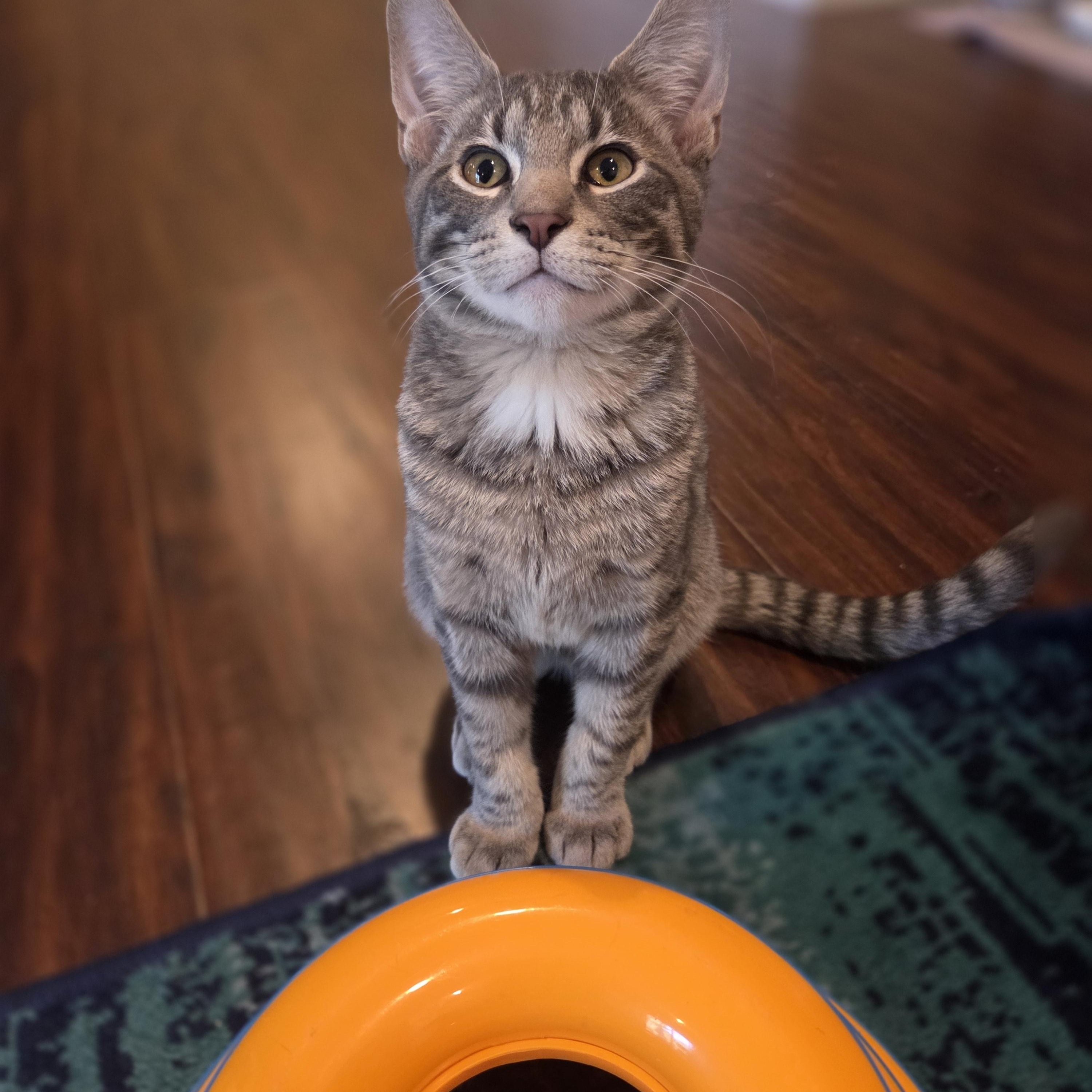 Enlarge Aaron, a Adoptable Domestic Short Hair in Columbia, MO image 2/6