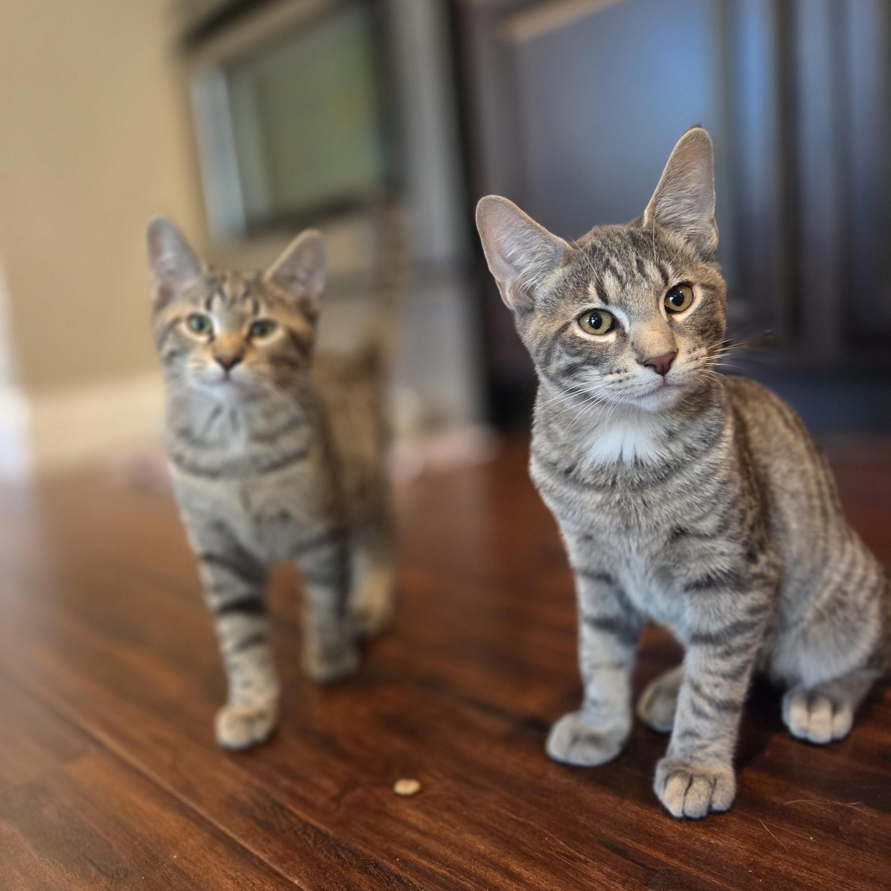 Enlarge Aaron, a Adoptable Domestic Short Hair in Columbia, MO image 3/6