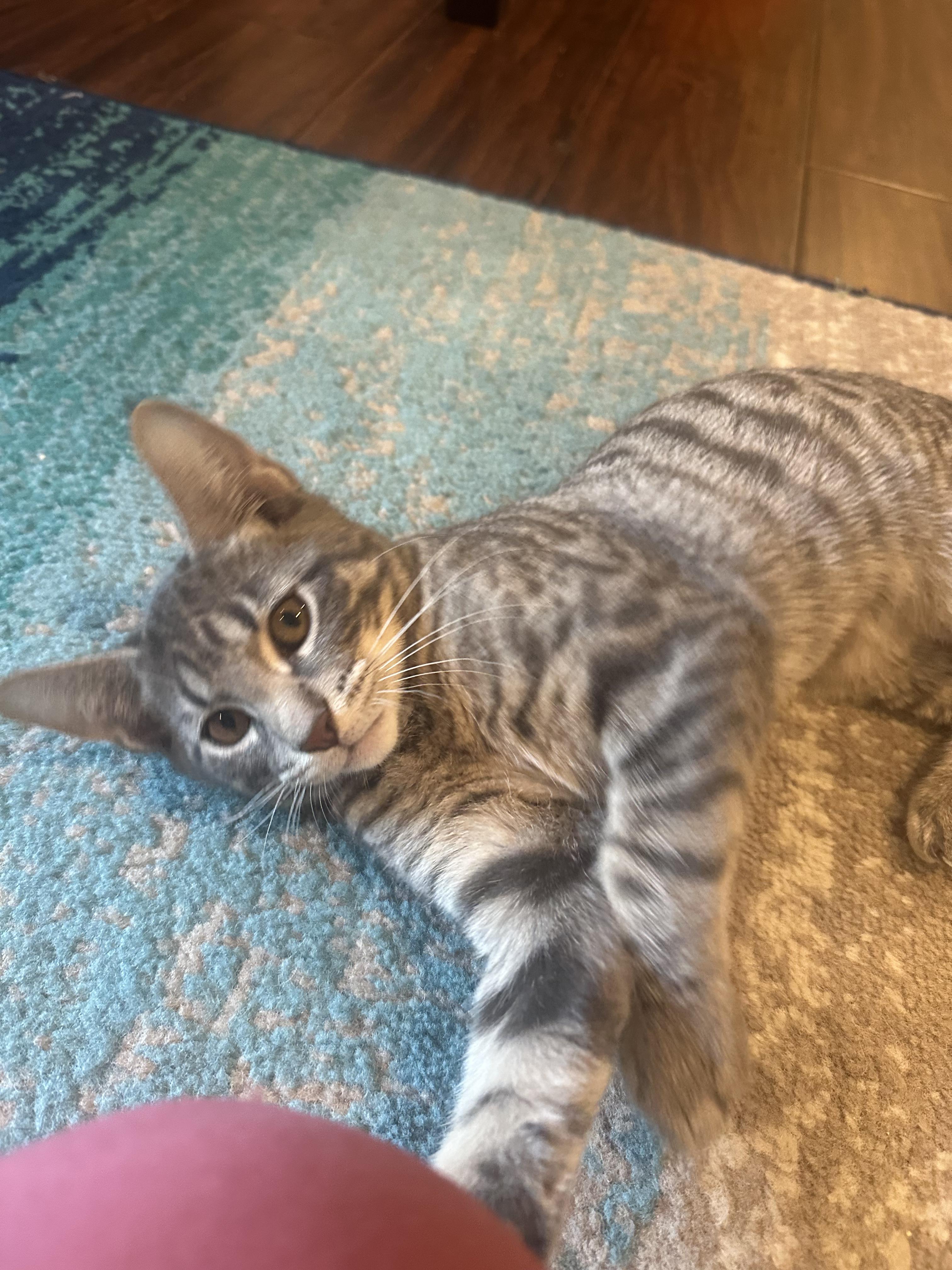 Aaron, Adoptable, Kitten Male Domestic Short Hair.