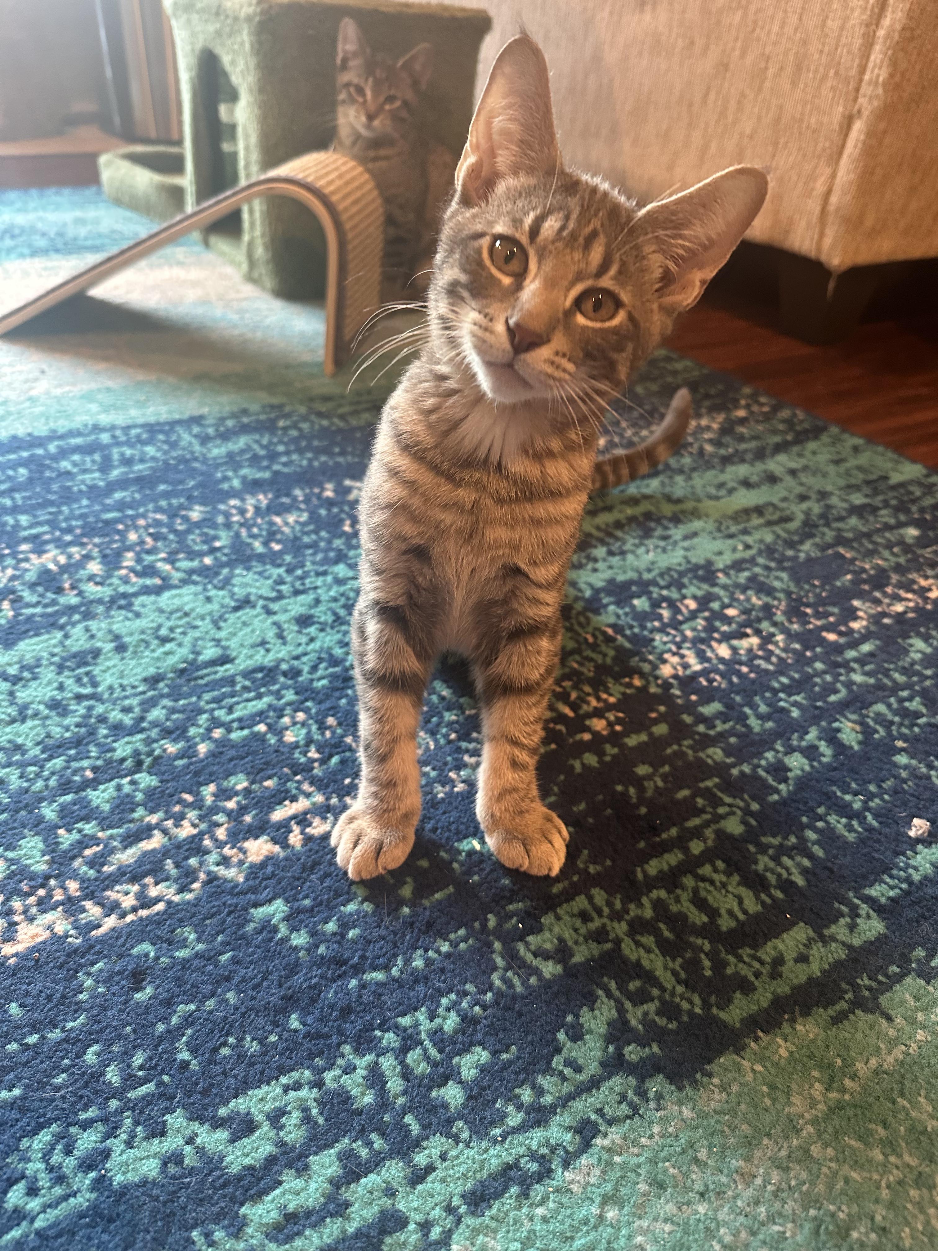 Enlarge Aaron, a Adoptable Domestic Short Hair in Columbia, MO image 4/6