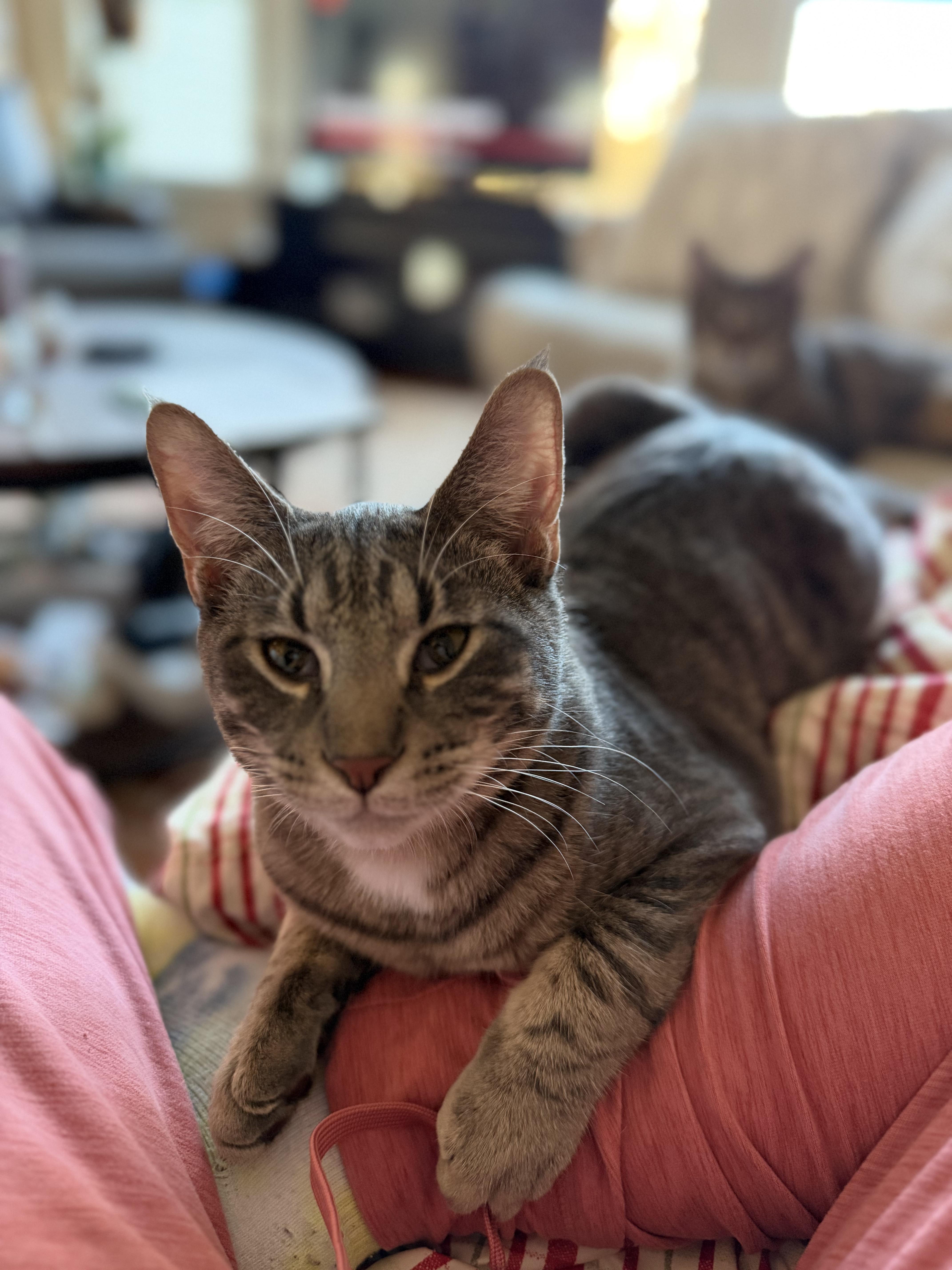 Enlarge Aaron, a Adoptable Domestic Short Hair in Columbia, MO image 6/6