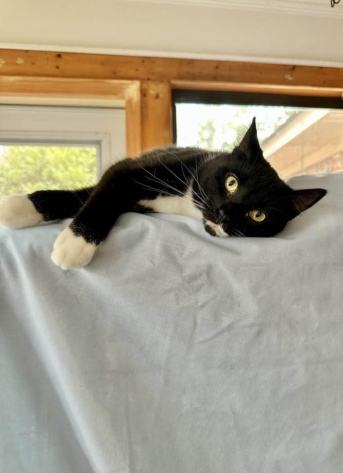 Enlarge Henry, a Adoptable Tuxedo in Columbia, SC image 1/2