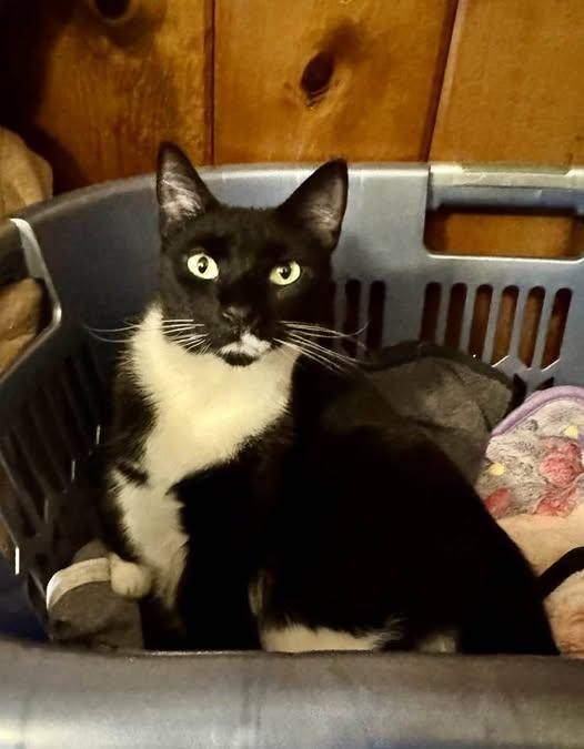 Enlarge Henry, a Adoptable Tuxedo in Columbia, SC image 2/2