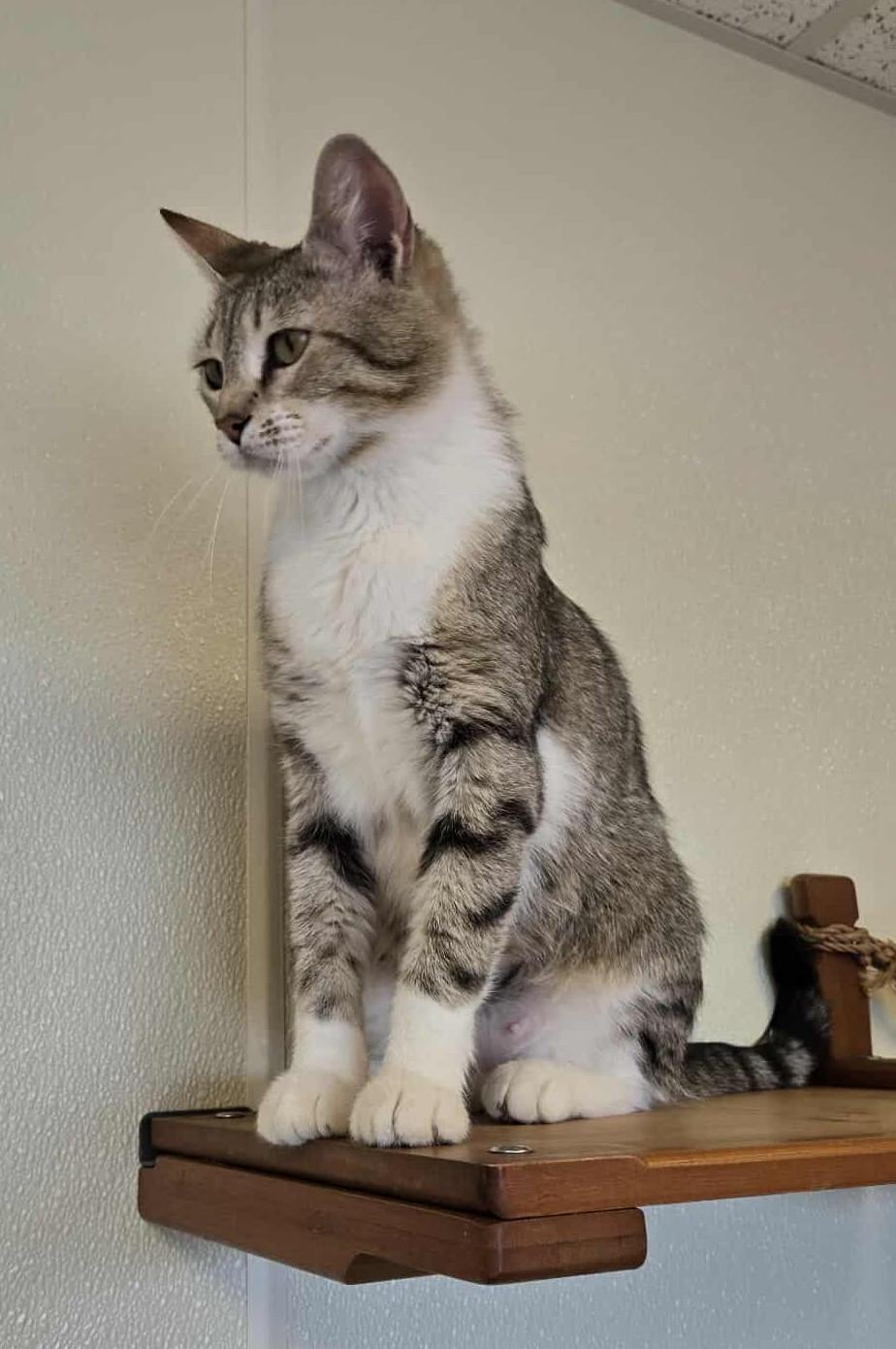 Cottonball, an adoptable Domestic Short Hair in Larned, KS, 67550 | Photo Image 1