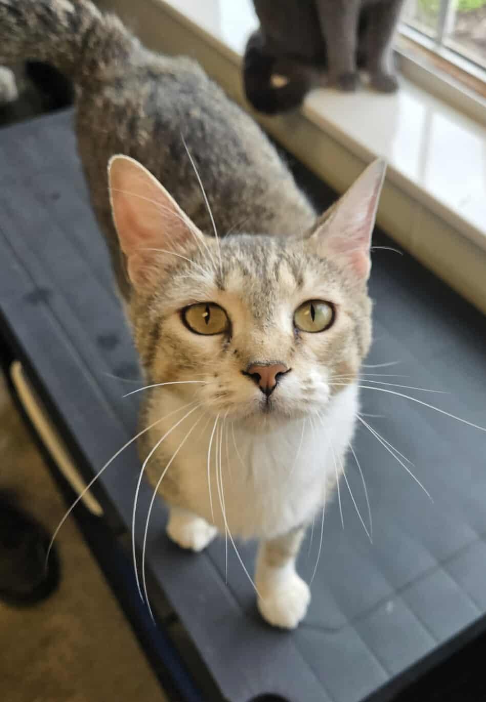 Cottonball, an adoptable Domestic Short Hair in Larned, KS, 67550 | Photo Image 3