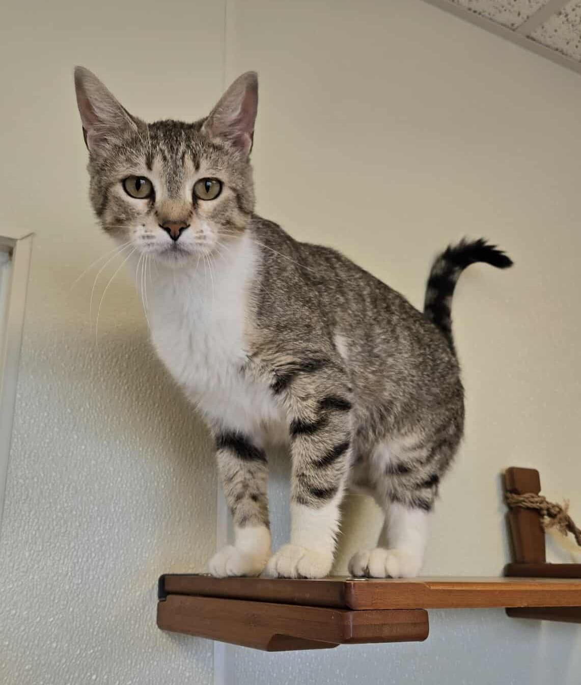 Cottonball, an adoptable Domestic Short Hair in Larned, KS, 67550 | Photo Image 2