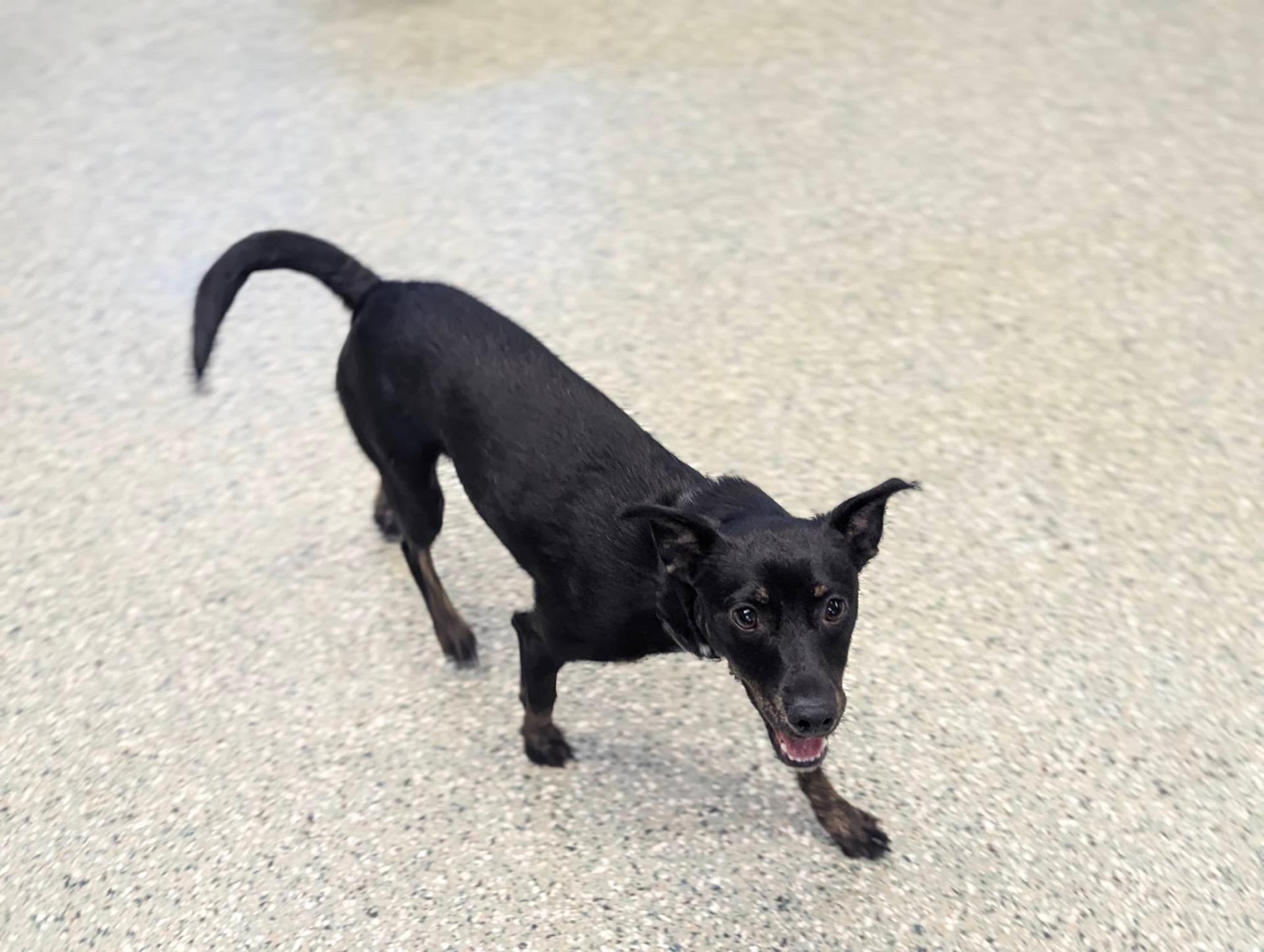 Enlarge Cricket, a Adoptable mixed breed in Oswego, IL image 6/6
