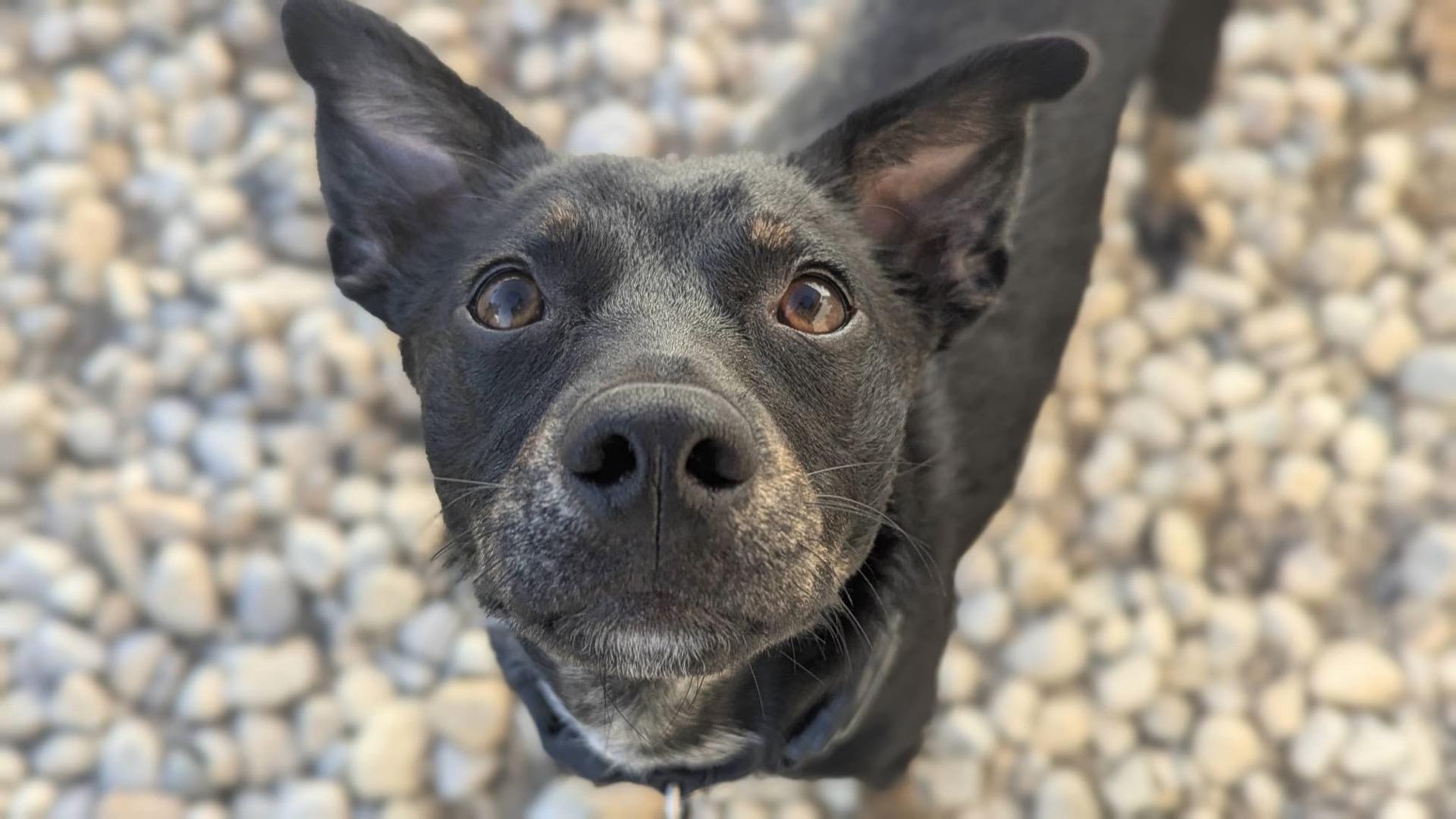 Enlarge Cricket, a Adoptable mixed breed in Oswego, IL image 1/6