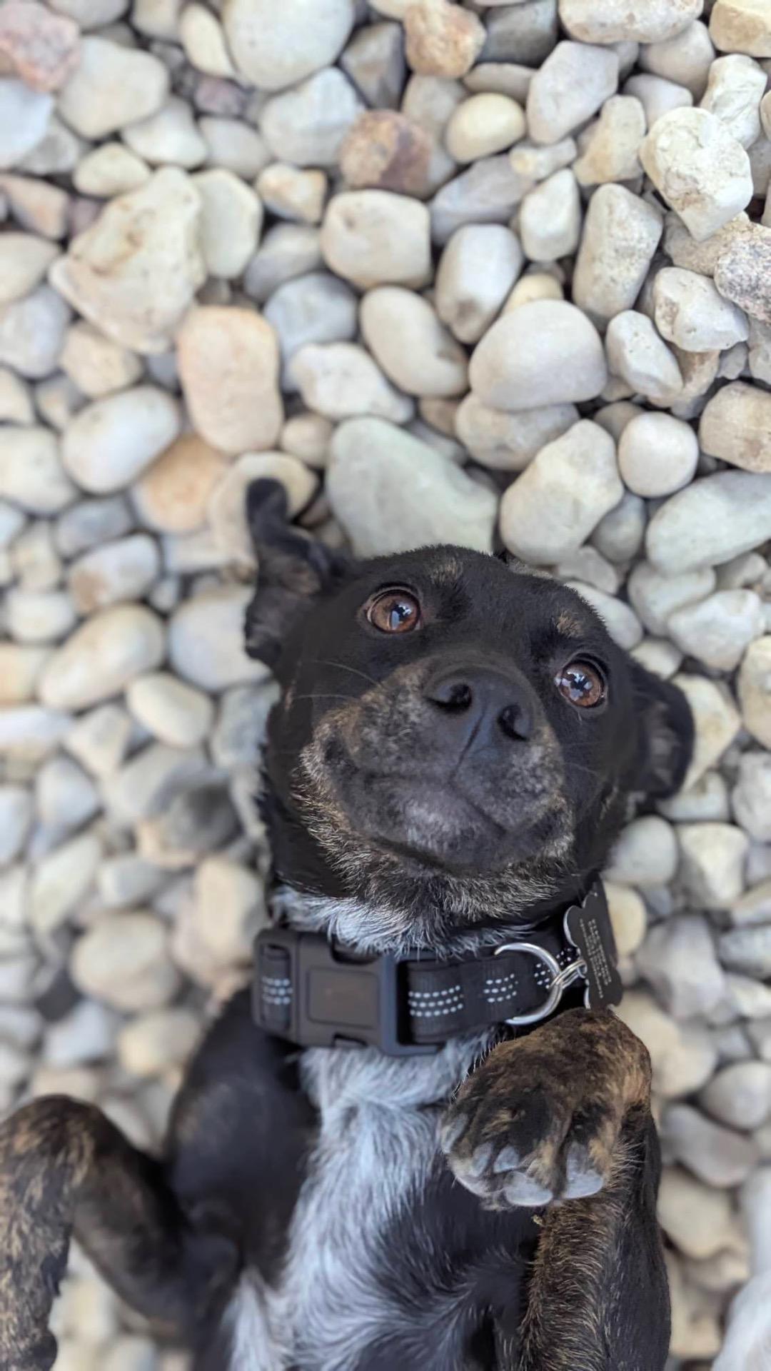 Enlarge Cricket, a Adoptable mixed breed in Oswego, IL image 2/6