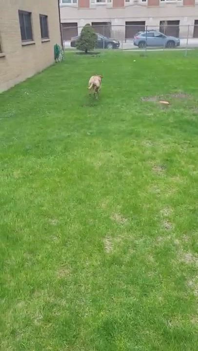 Enlarge June Bug, a Adopted mixed breed in Chicago, IL video 1/6