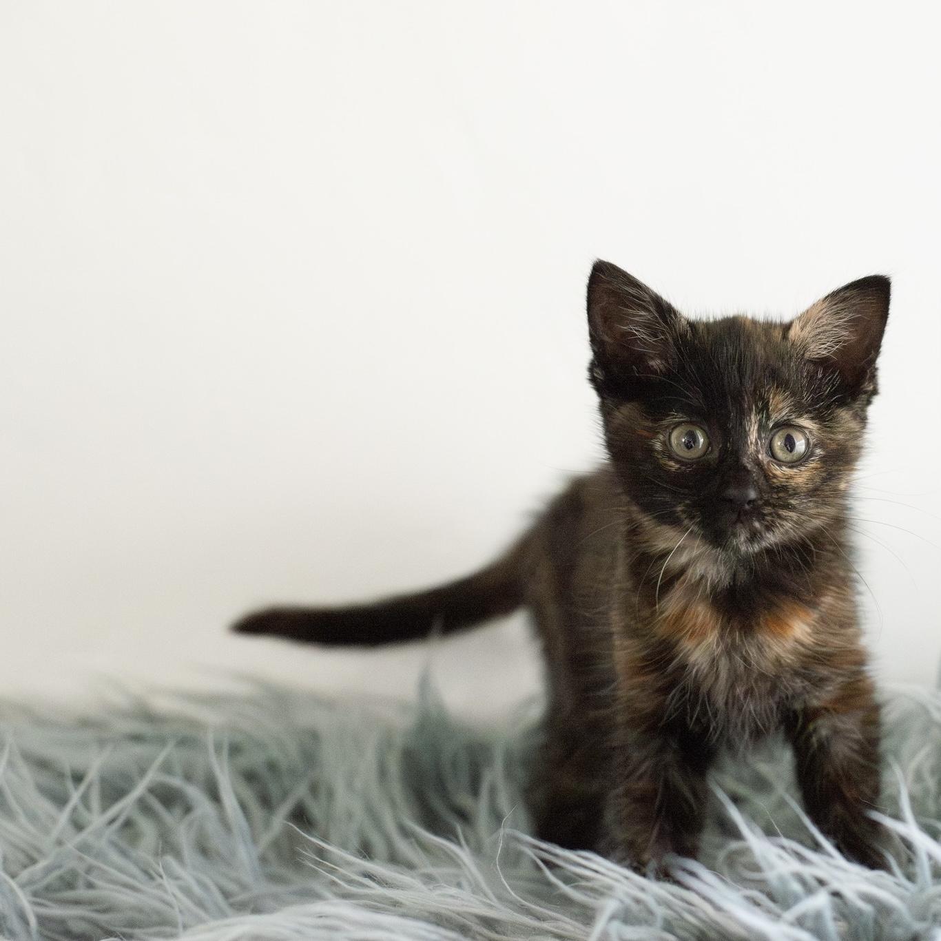 Enlarge Gardenia, a Adopted Domestic Short Hair in Alvin, TX image 2/6