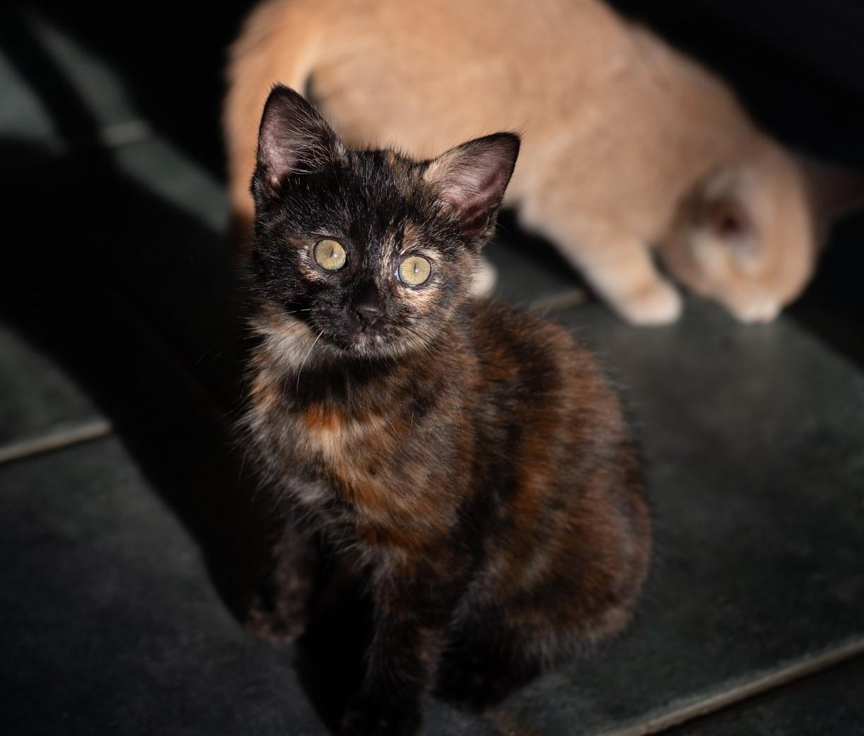 Enlarge Gardenia, a Adopted Domestic Short Hair in Alvin, TX image 4/6