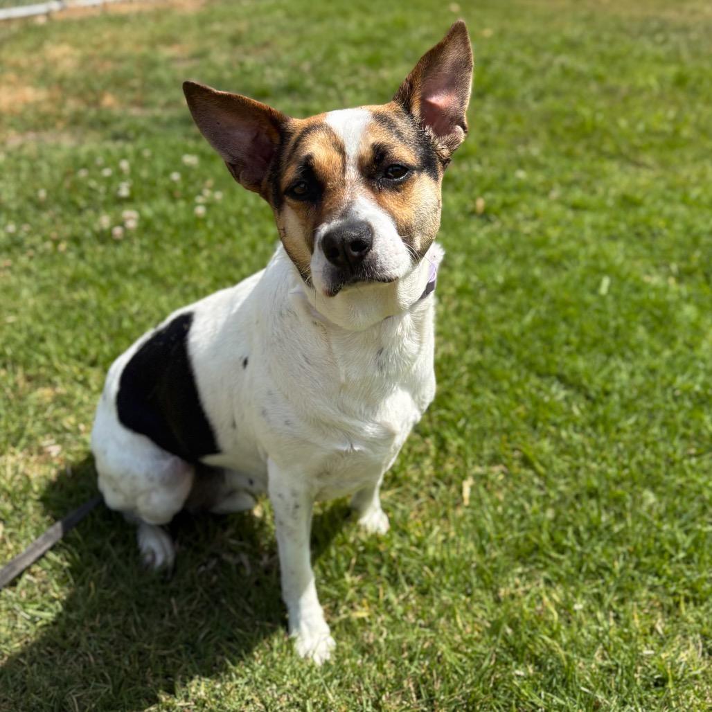 Bella, Adoptable, Adult Female Jack Russell Terrier & Cattle Dog.