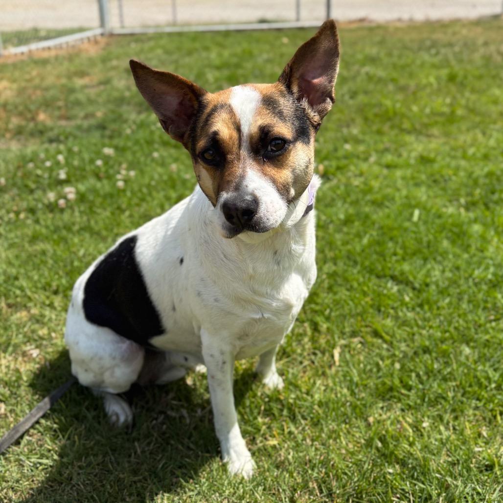 Bella, a Adoptable mixed breed in San Jacinto, CA image 2/4