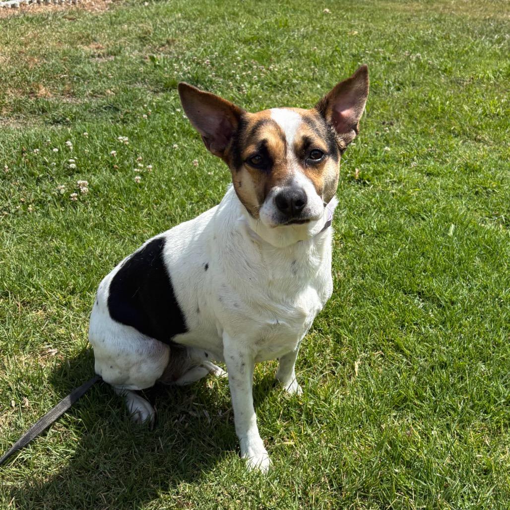 Bella, a Adoptable mixed breed in San Jacinto, CA image 3/4