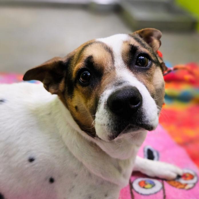 Bella, a Adoptable mixed breed in San Jacinto, CA image 4/4