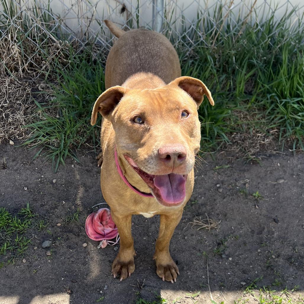 Pippa, a Adoptable mixed breed in Wadena, MN image 1/6