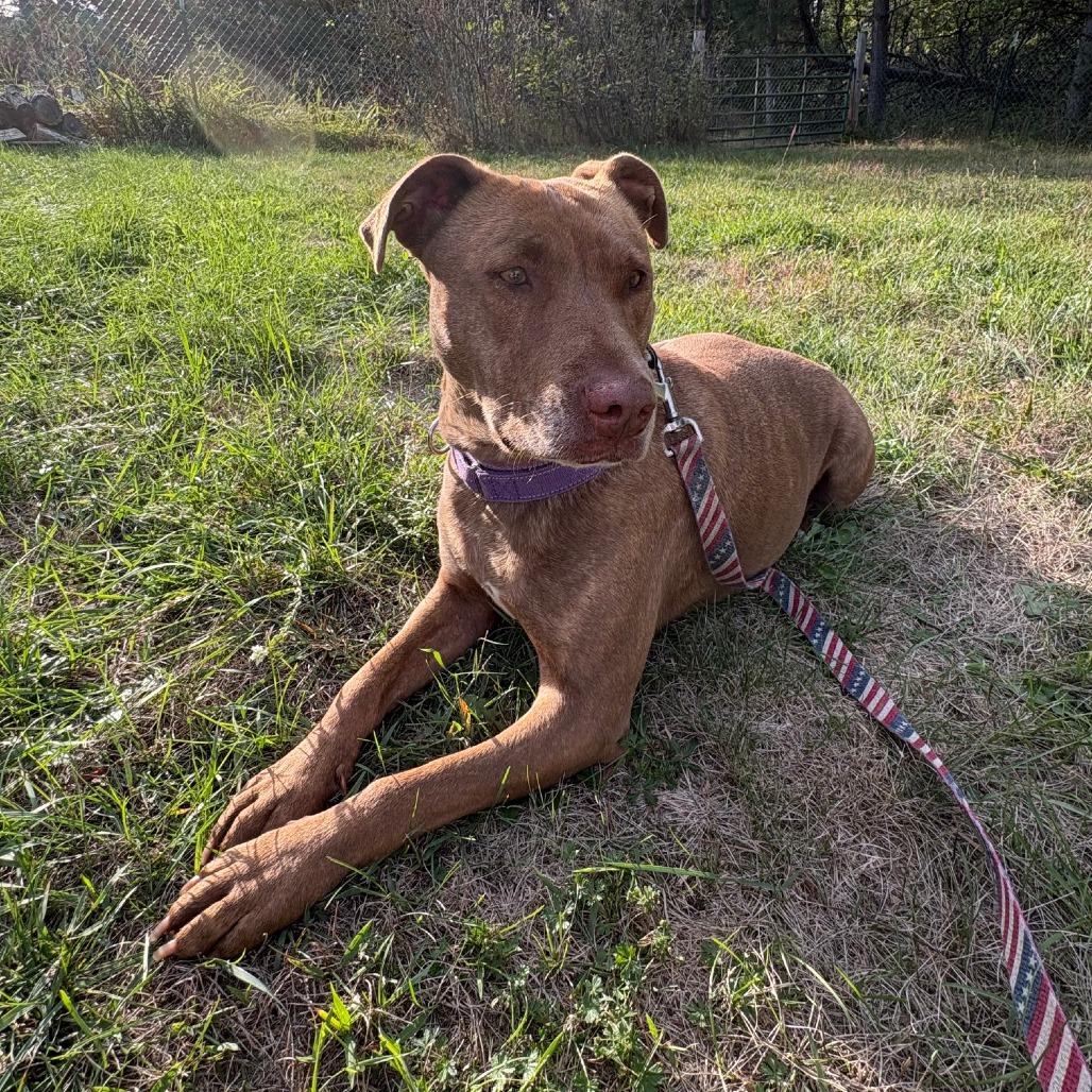 Pippa, Adoptable, Adult Female Chesapeake Bay Retriever & Mixed Breed.