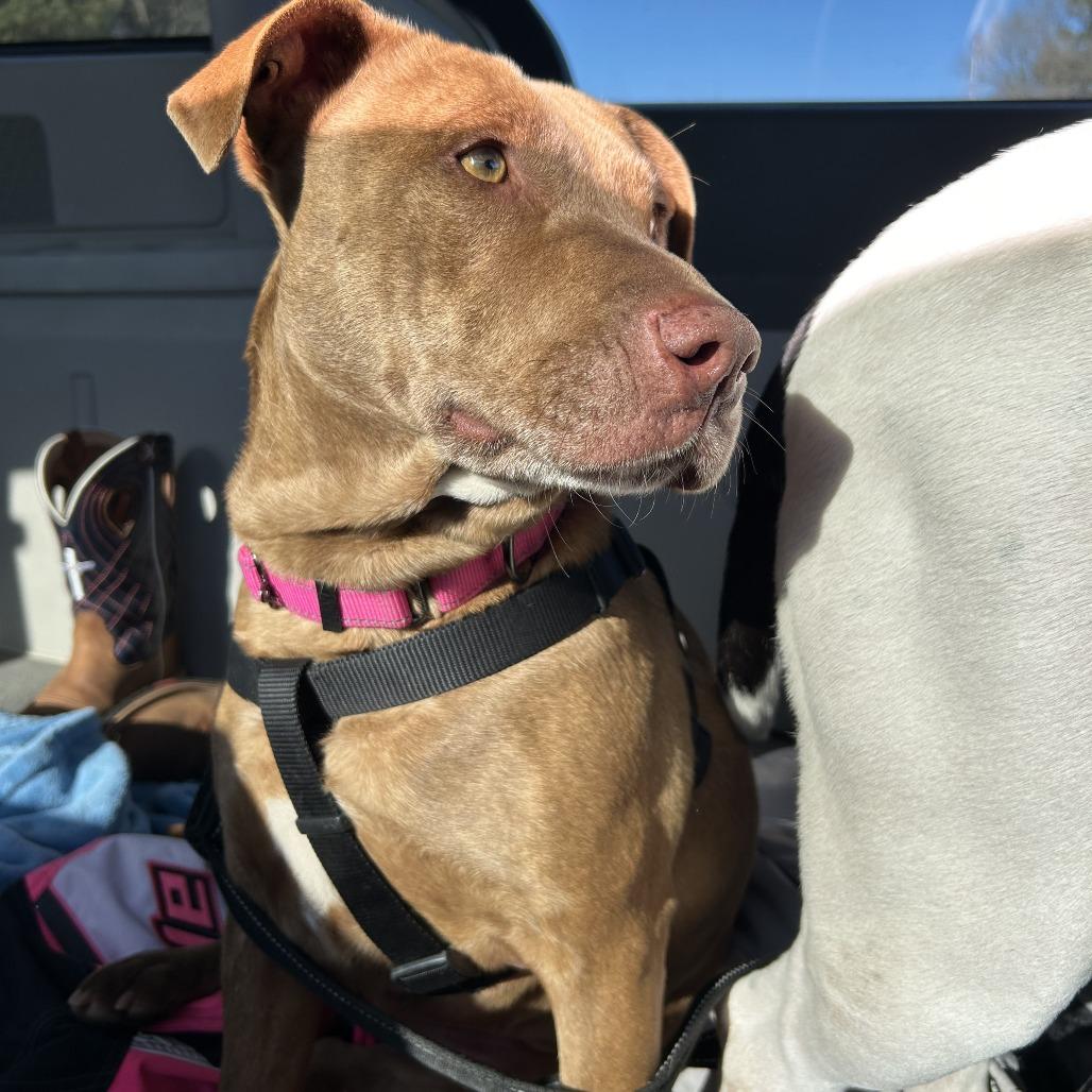 Enlarge Pippa, a Adoptable mixed breed in Wadena, MN image 1/6