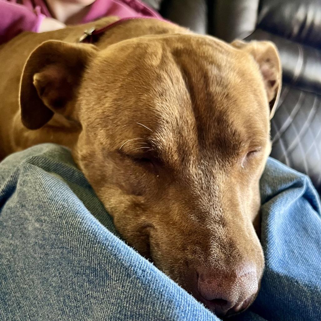 Enlarge Pippa, a Adoptable mixed breed in Wadena, MN image 2/6