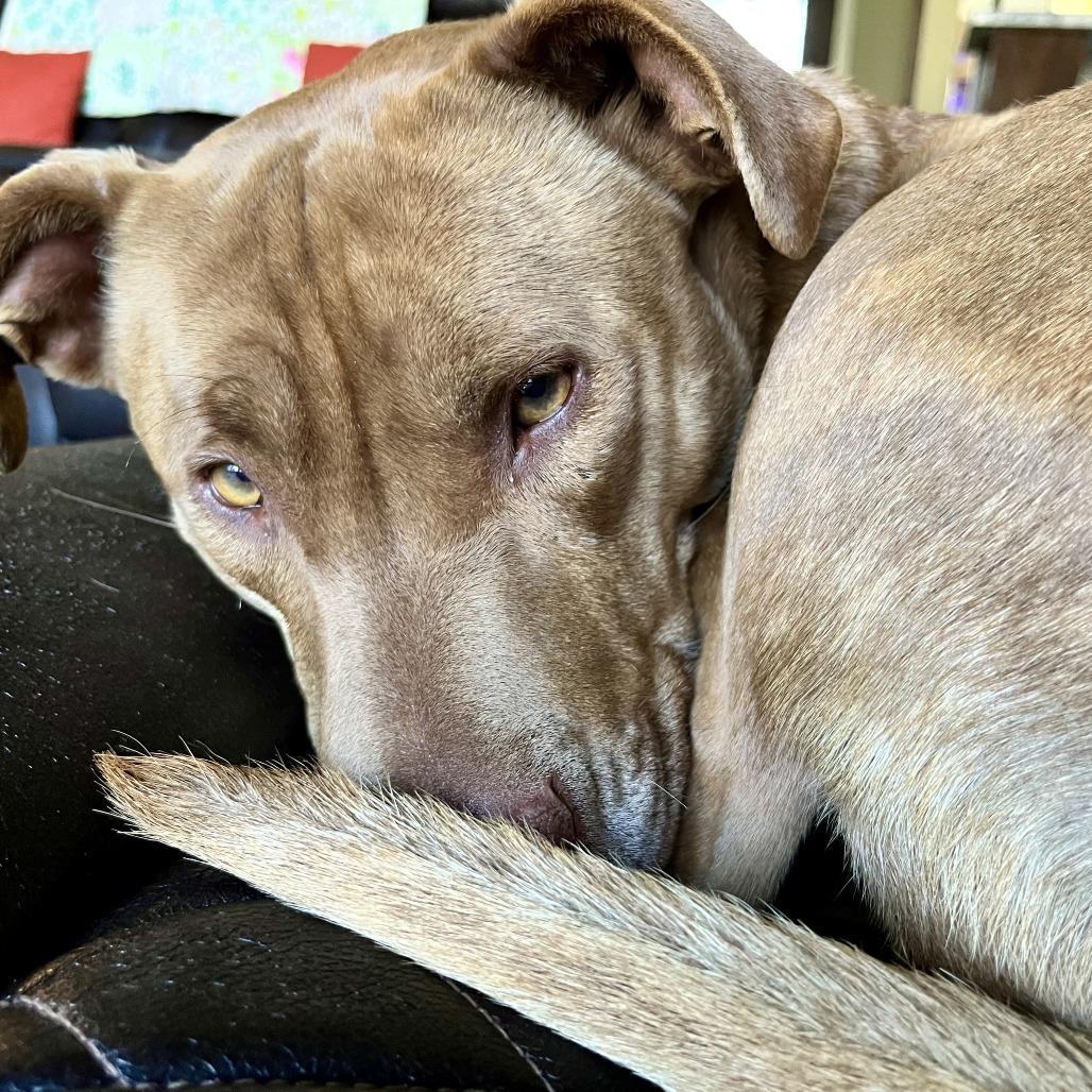 Enlarge Pippa, a Adoptable mixed breed in Wadena, MN image 3/6