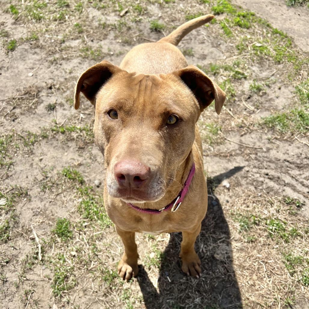 Enlarge Pippa, a Adoptable mixed breed in Wadena, MN image 3/6