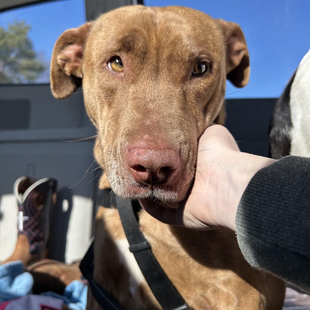 Enlarge Pippa, a Adoptable mixed breed in Wadena, MN image 4/6