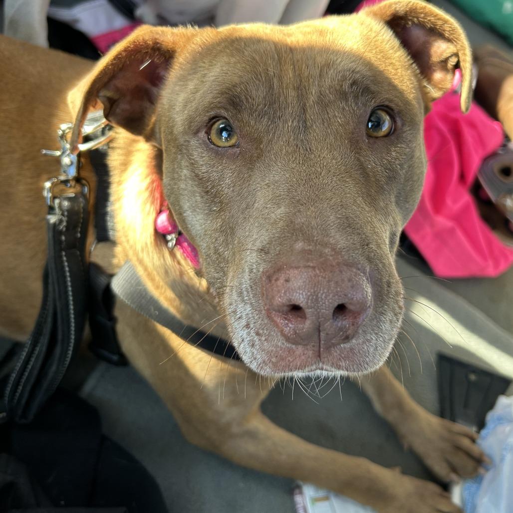Enlarge Pippa, a Adoptable mixed breed in Wadena, MN image 5/6