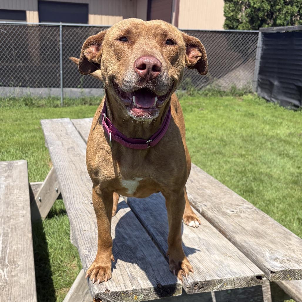 Pippa, a Adoptable mixed breed in Wadena, MN image 6/6
