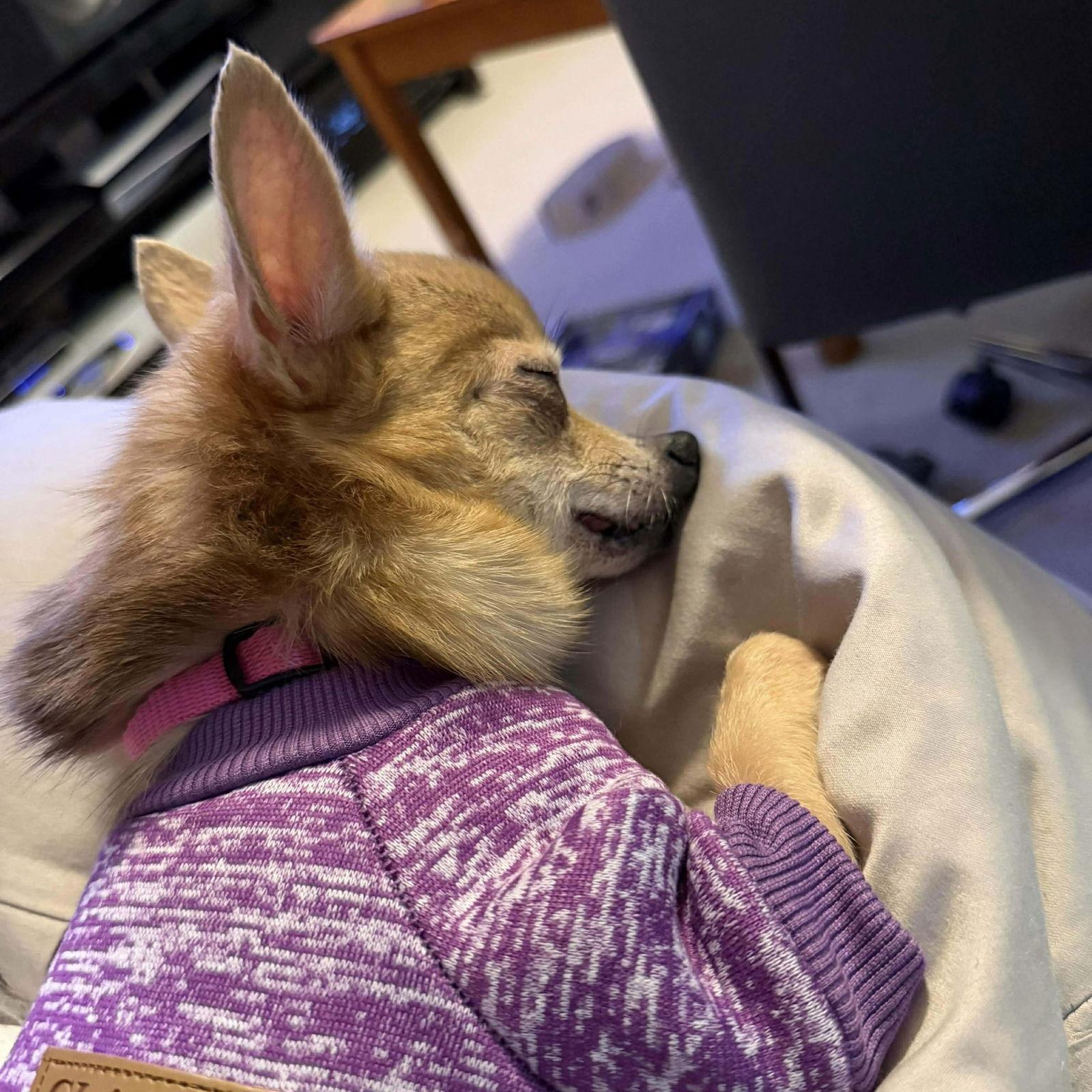 Abigail, Adopted, Senior Female Chihuahua & Pomeranian.