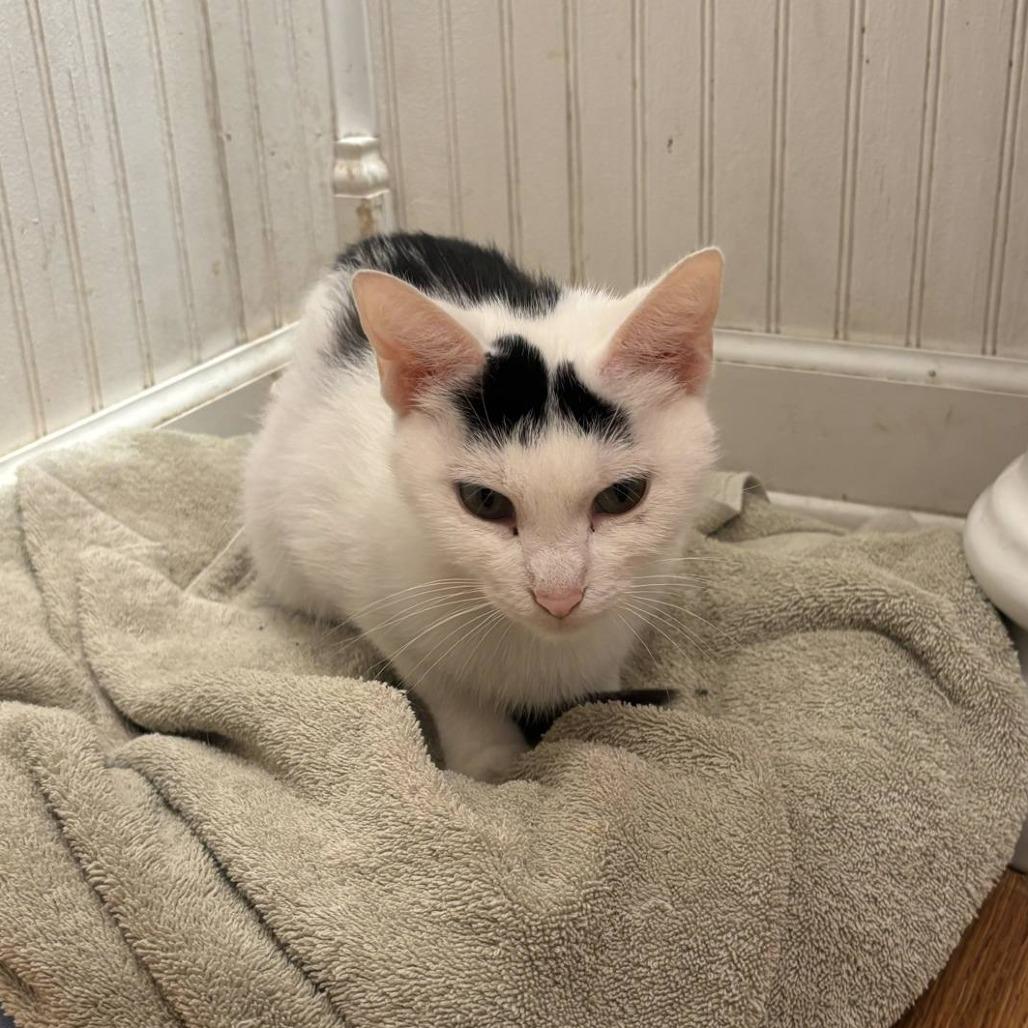 Pixie Stick, a Adoptable Domestic Short Hair in DeKalb, IL image 2/4