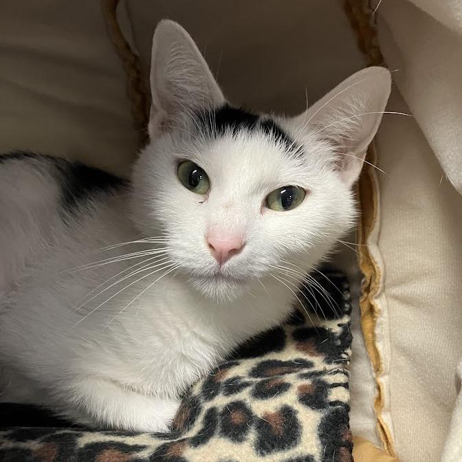 Pixie Stick, a Adoptable Domestic Short Hair in DeKalb, IL image 3/4