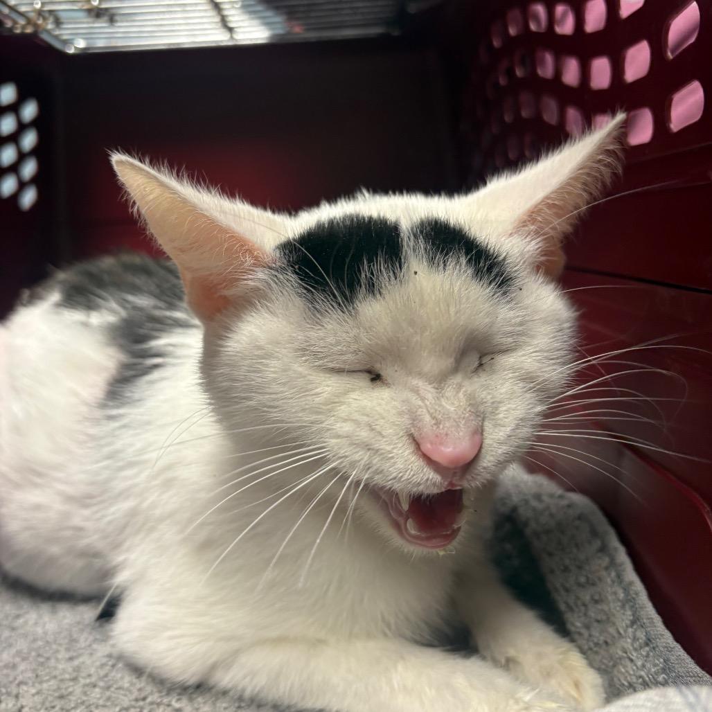 Pixie Stick, a Adoptable Domestic Short Hair in DeKalb, IL image 4/4