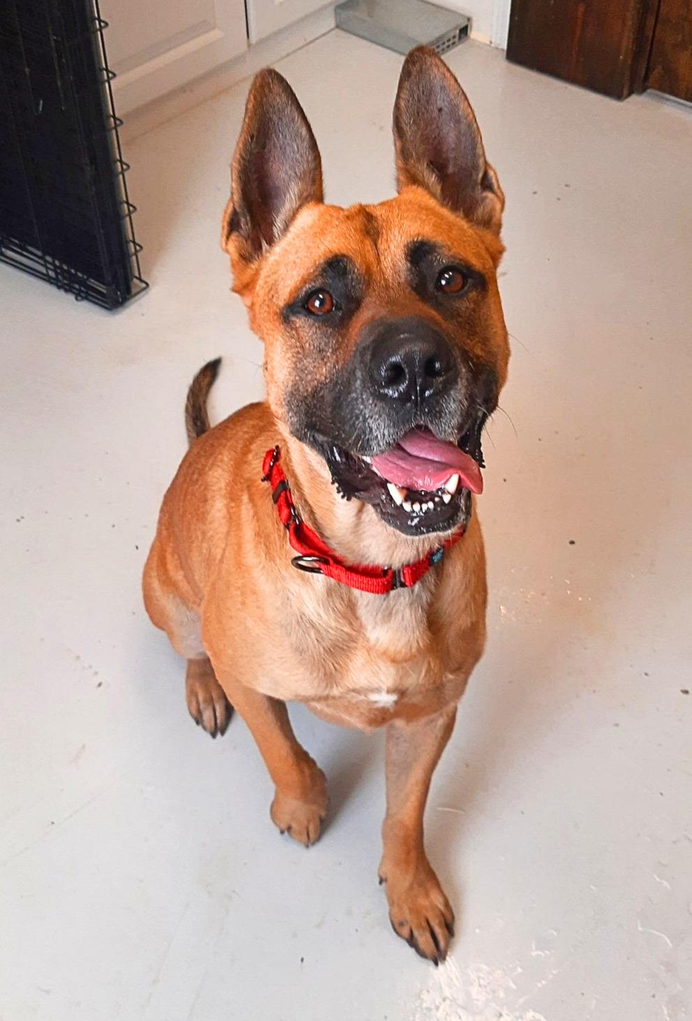 Valdo, ADOPTABLE, Adult Male German Shepherd Dog.