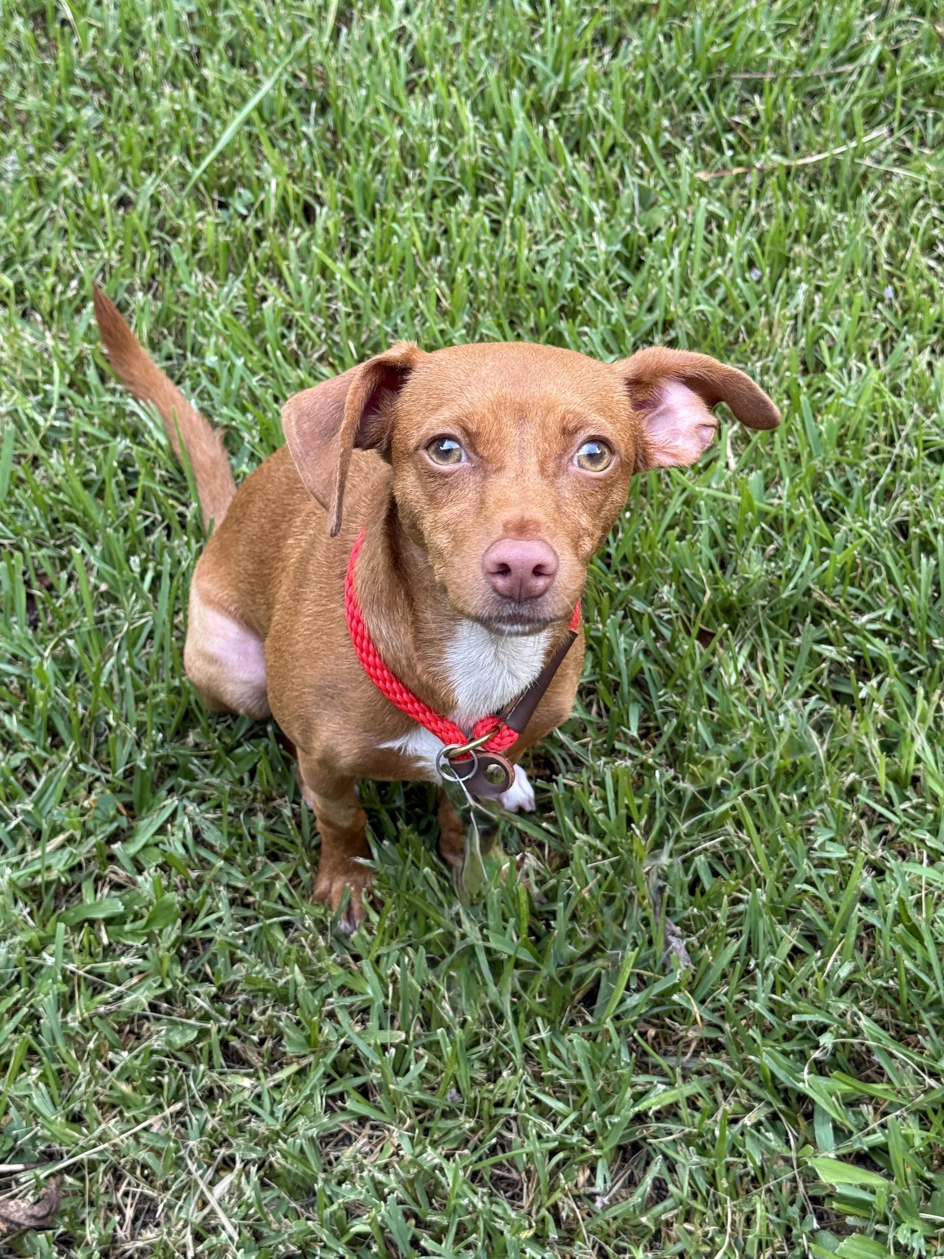 Sparkle, an adopted mixed breed in Houston, TX image 2/4