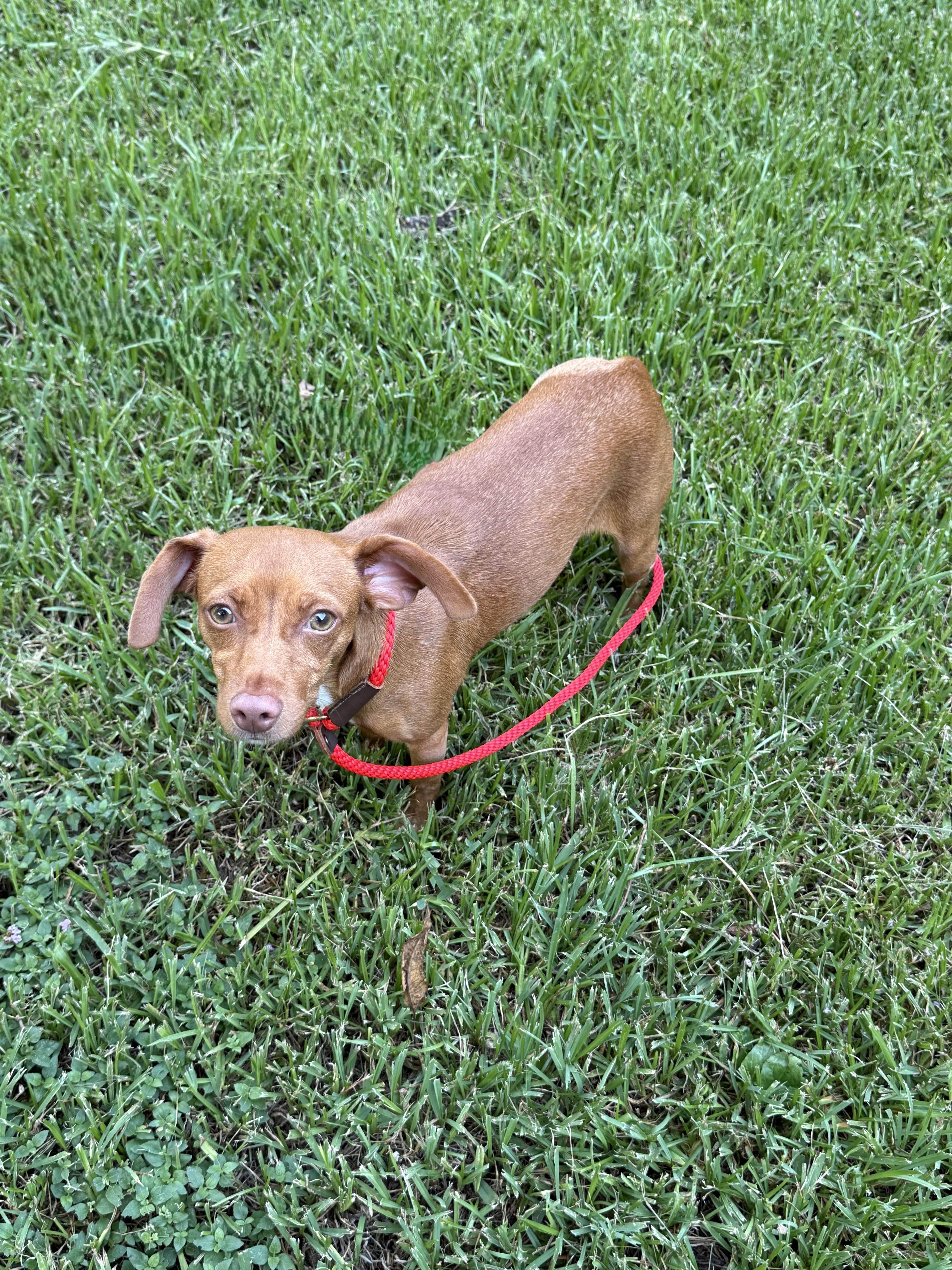 Sparkle, an adopted mixed breed in Houston, TX image 4/4